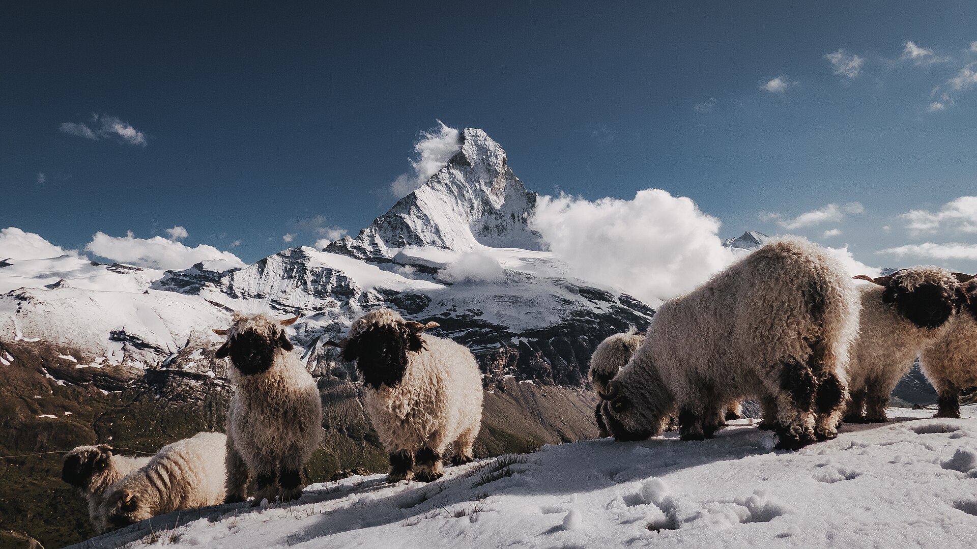 Valais Blacknose sheep above the Edelweiss Trail with the Matterhorn