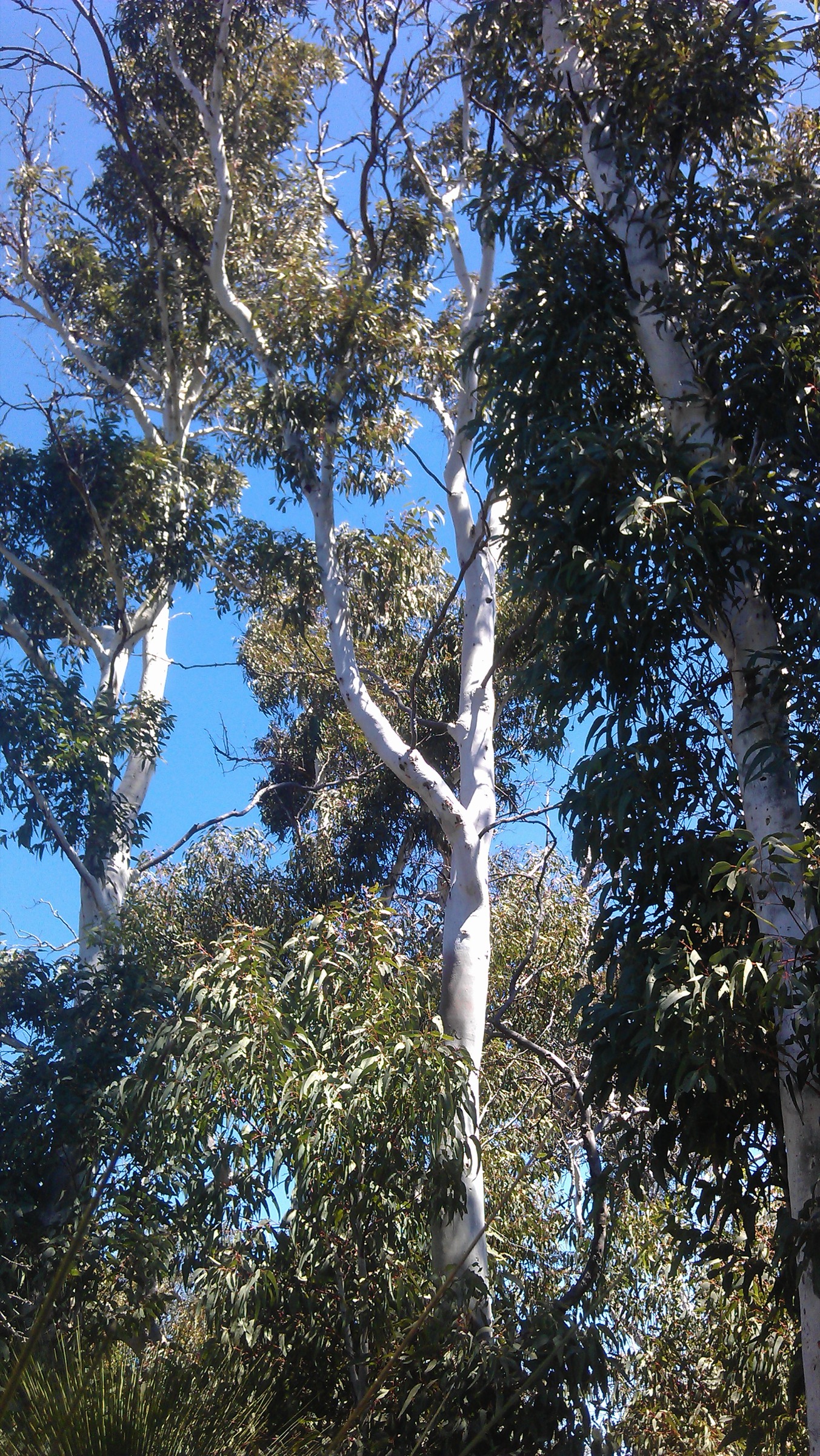 Bosquet de Darling Range Ghost Gums (Eucalyptus laeliae) près du corridor du Bibbulmun Track