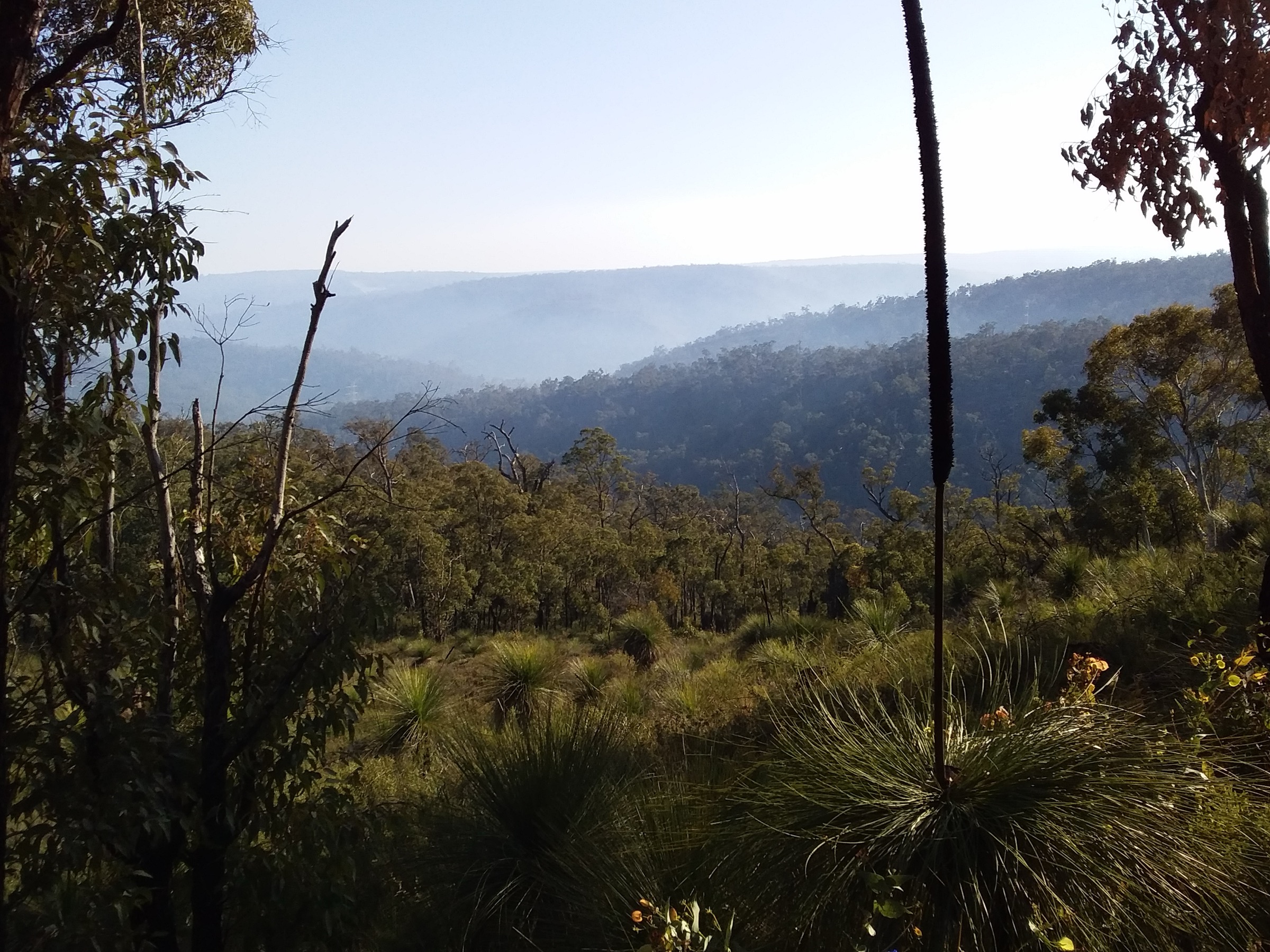 Vue à travers la forêt des Perth Hills depuis le Bibbulmun Track