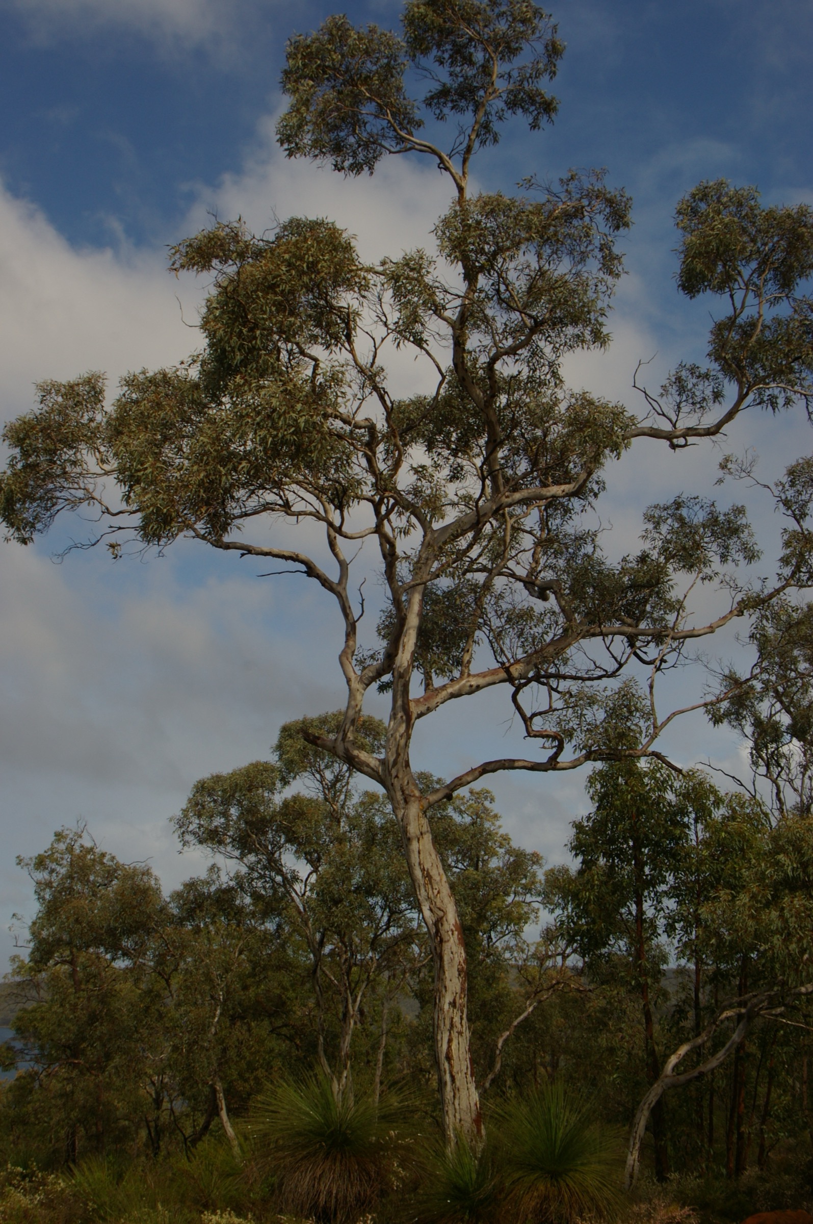 Bois ouvert de wandoo (Eucalyptus wandoo) dans les Perth Hills