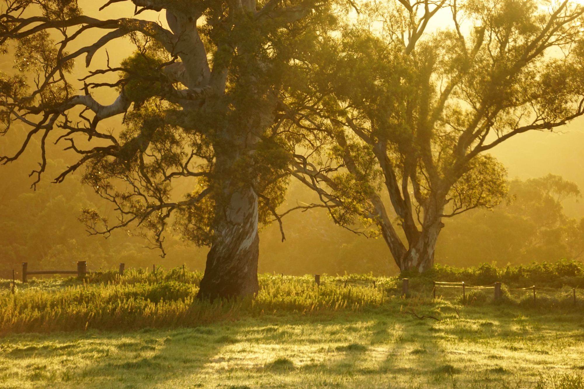 Lever de soleil au Mount Sturgeon, Grampians sud