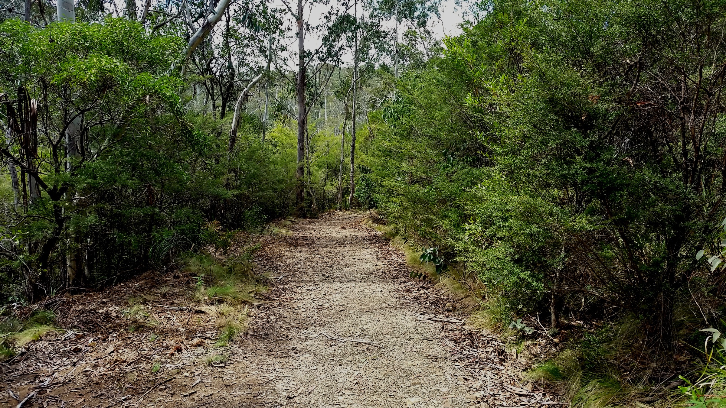 Gloucester Falls walking track through snow gum woodland at Gloucester Tops