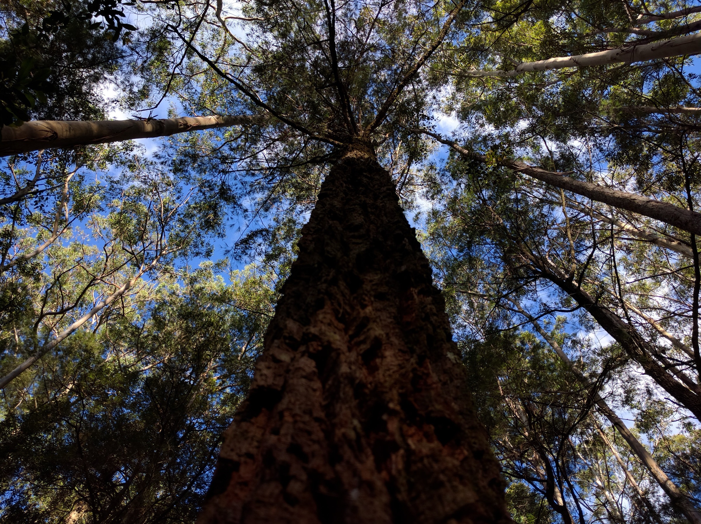 Large tree beside the Jerusalem Creek trail in Barrington Tops National Park