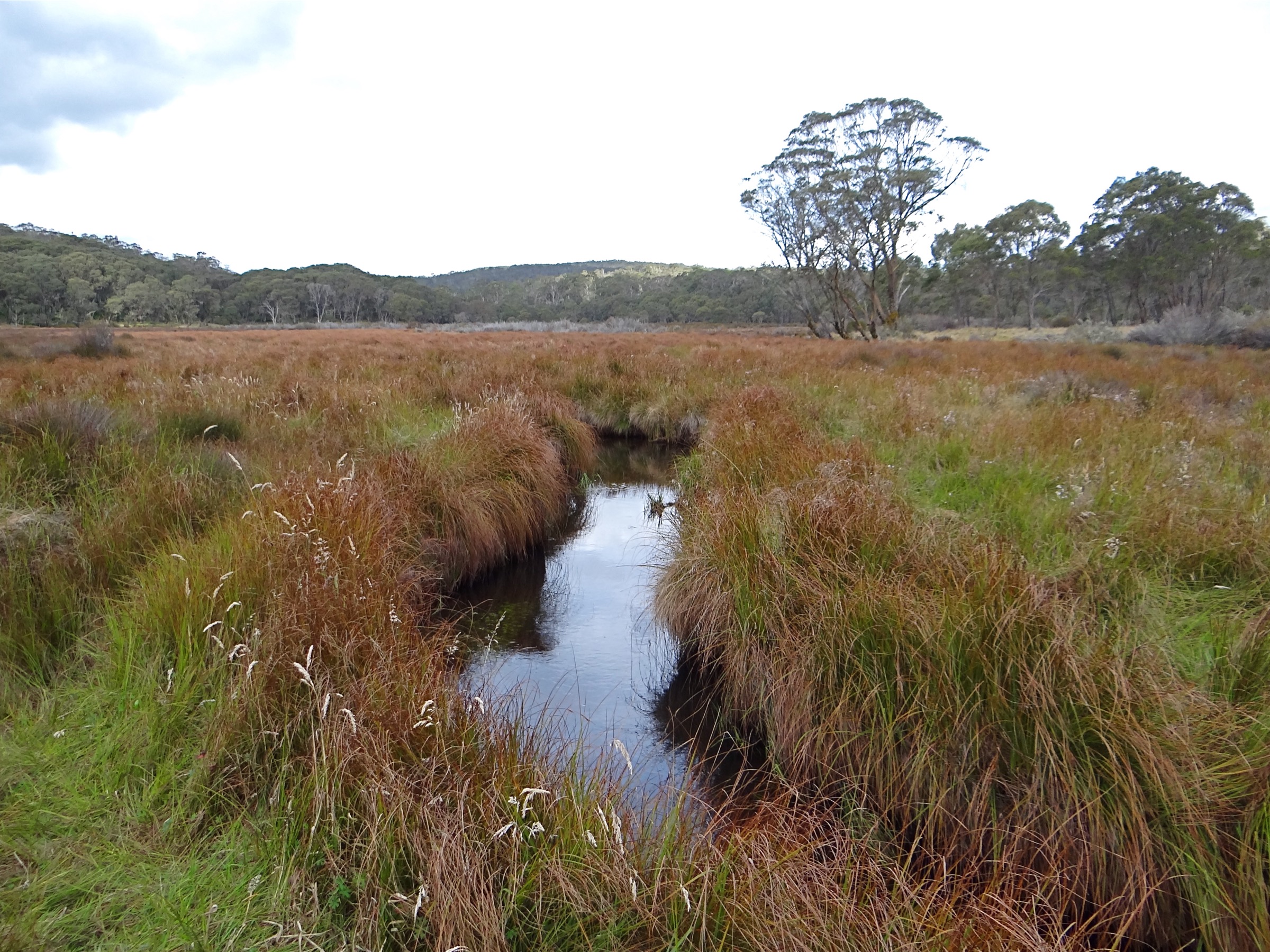 Polblue Creek and marshland on the Barrington Tops plateau