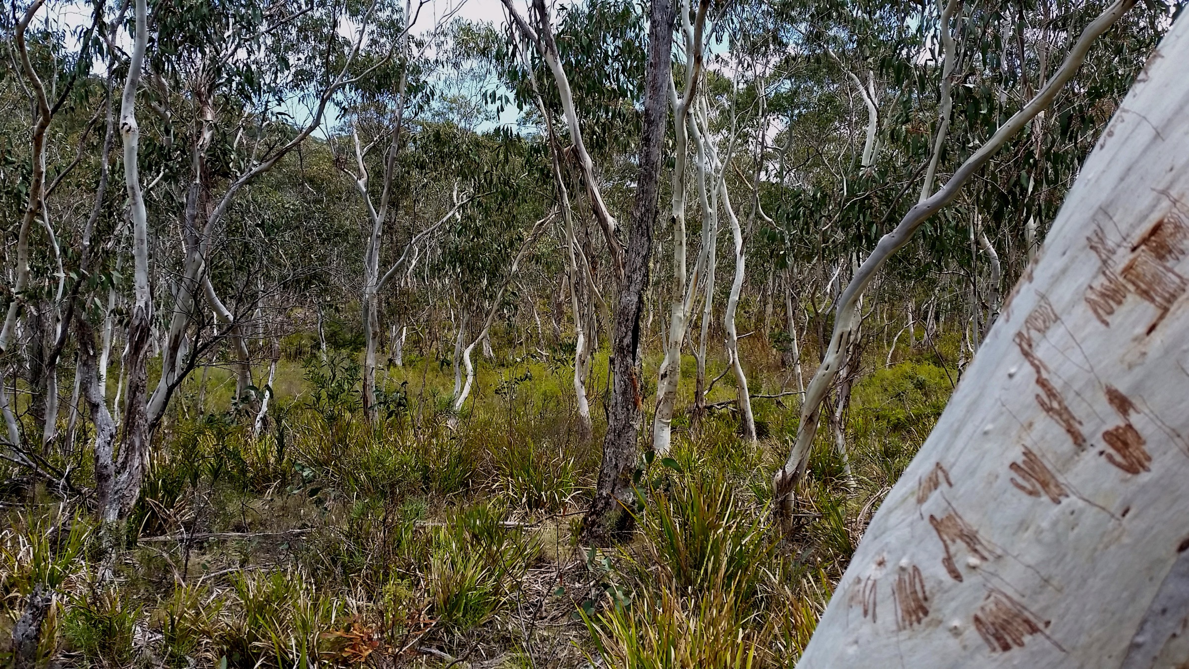 Snow gum woodland on the Barrington Tops plateau near Careys Peak