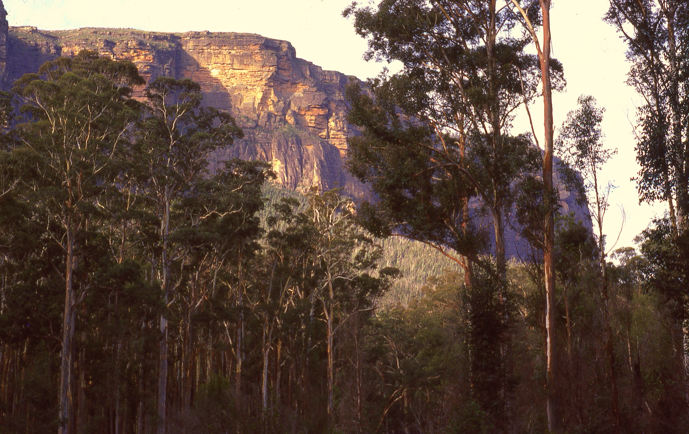 Grands Sydney blue gums dans la Blue Gum Forest en fond de Grose Valley