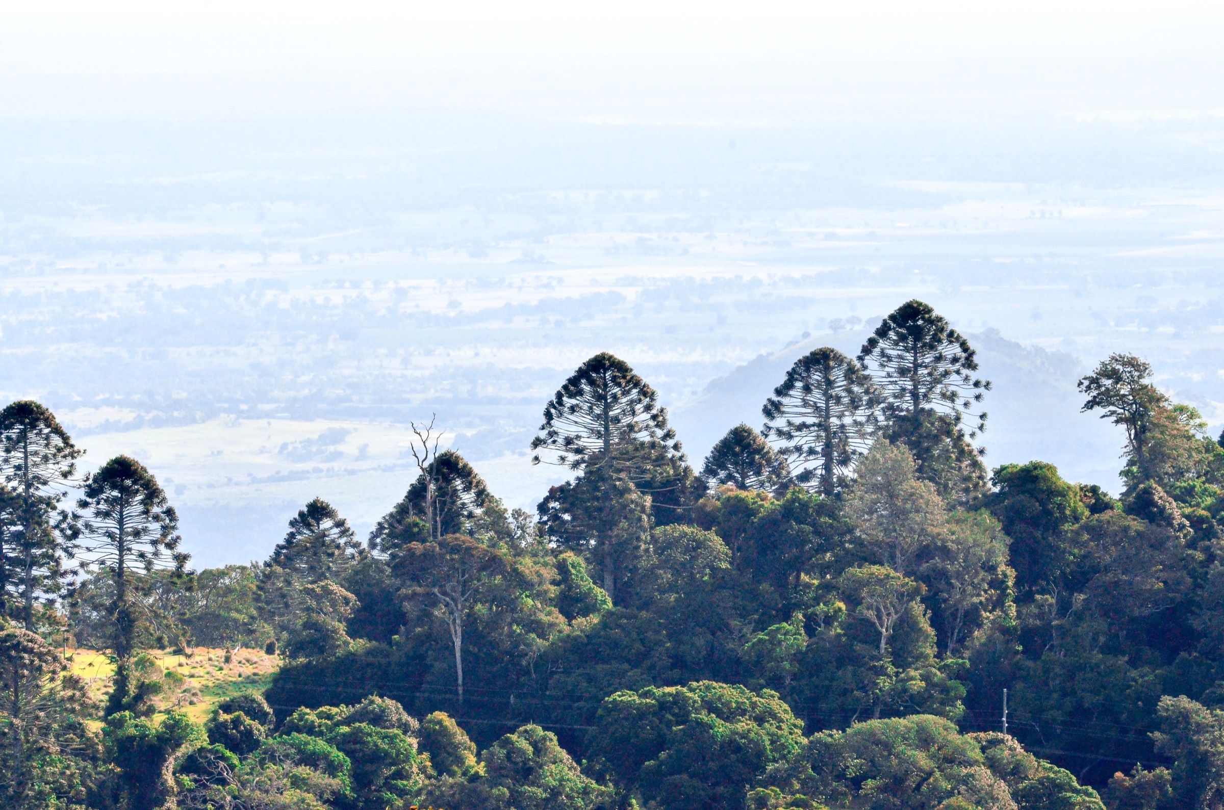 Australie — Bunya Mountains / South Burnett : randonnées journée