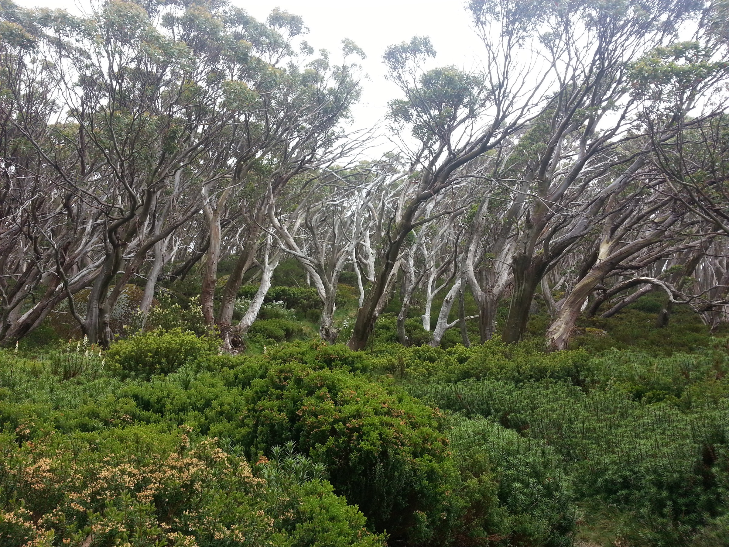 Eucalyptus des neiges sur le Baw Baw Plateau près du Mount Erica