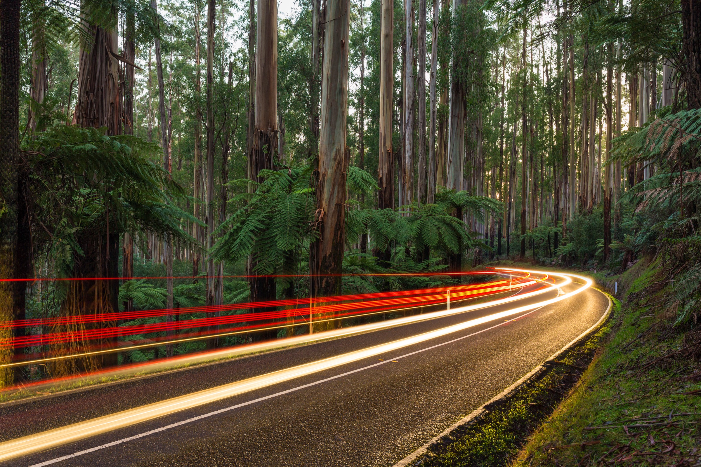 Australie — Dandenong Ranges et Yarra Ranges : randonnées journée