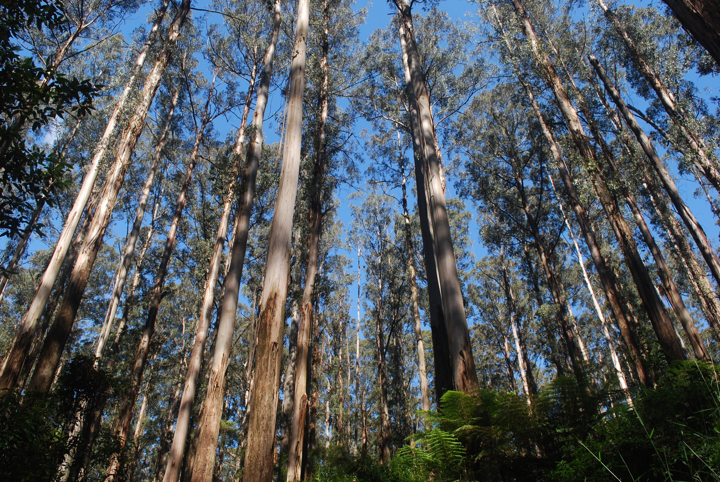 Grands Mountain Ash dans la forêt de Sherbrooke, Dandenong Ranges