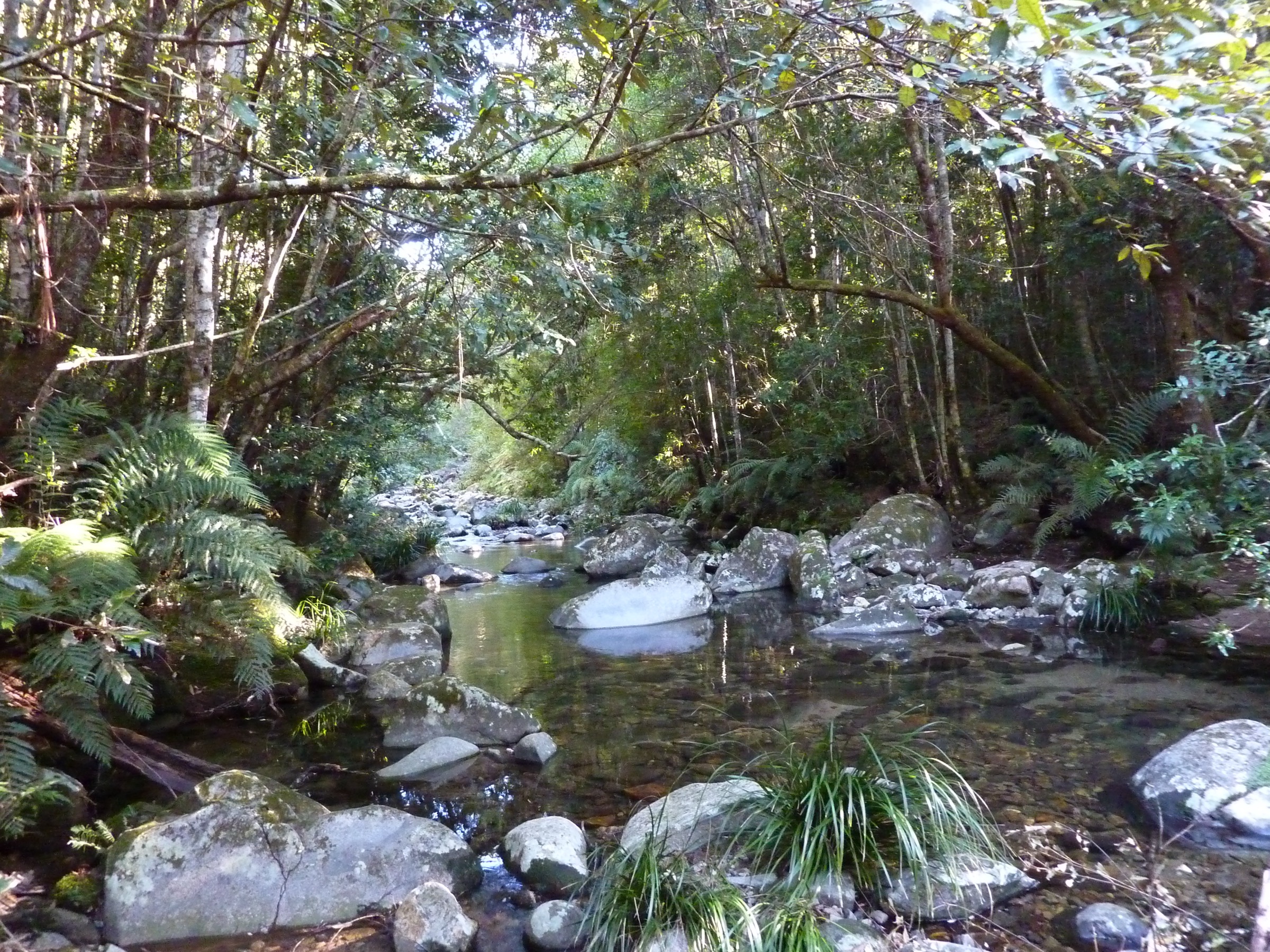 Coombadjha Creek flowing through warm-temperate rainforest in Washpool National Park, NSW