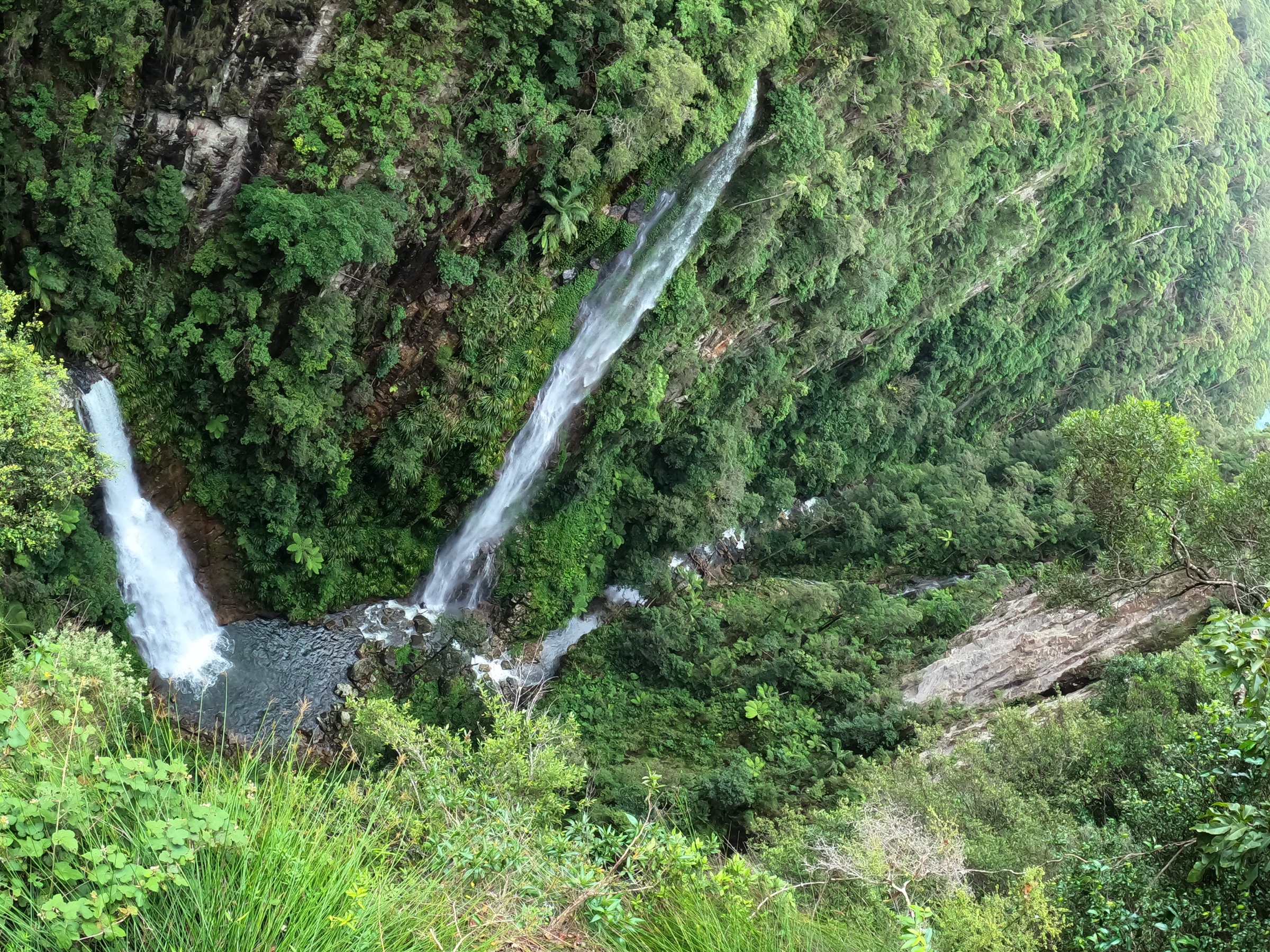 Coomera Falls plongeant dans la Coomera Gorge, parc national de Lamington, Queensland, Australie