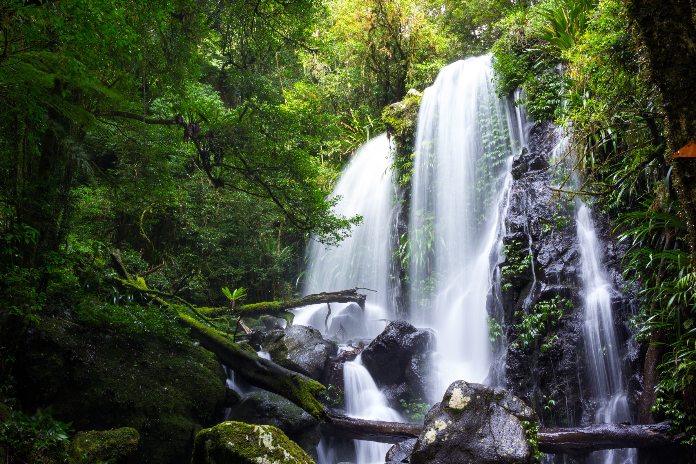 Australie — Lamington et Border Ranges : randonnées journée