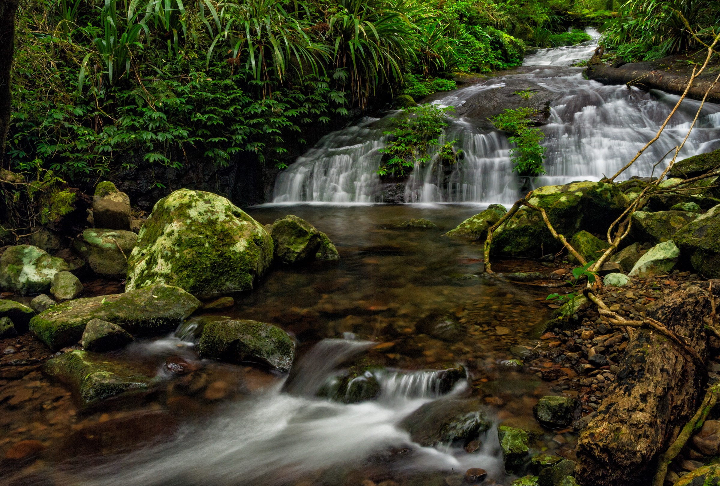 Cascades sur Toolona Creek dans le parc national de Lamington, Queensland, Australie