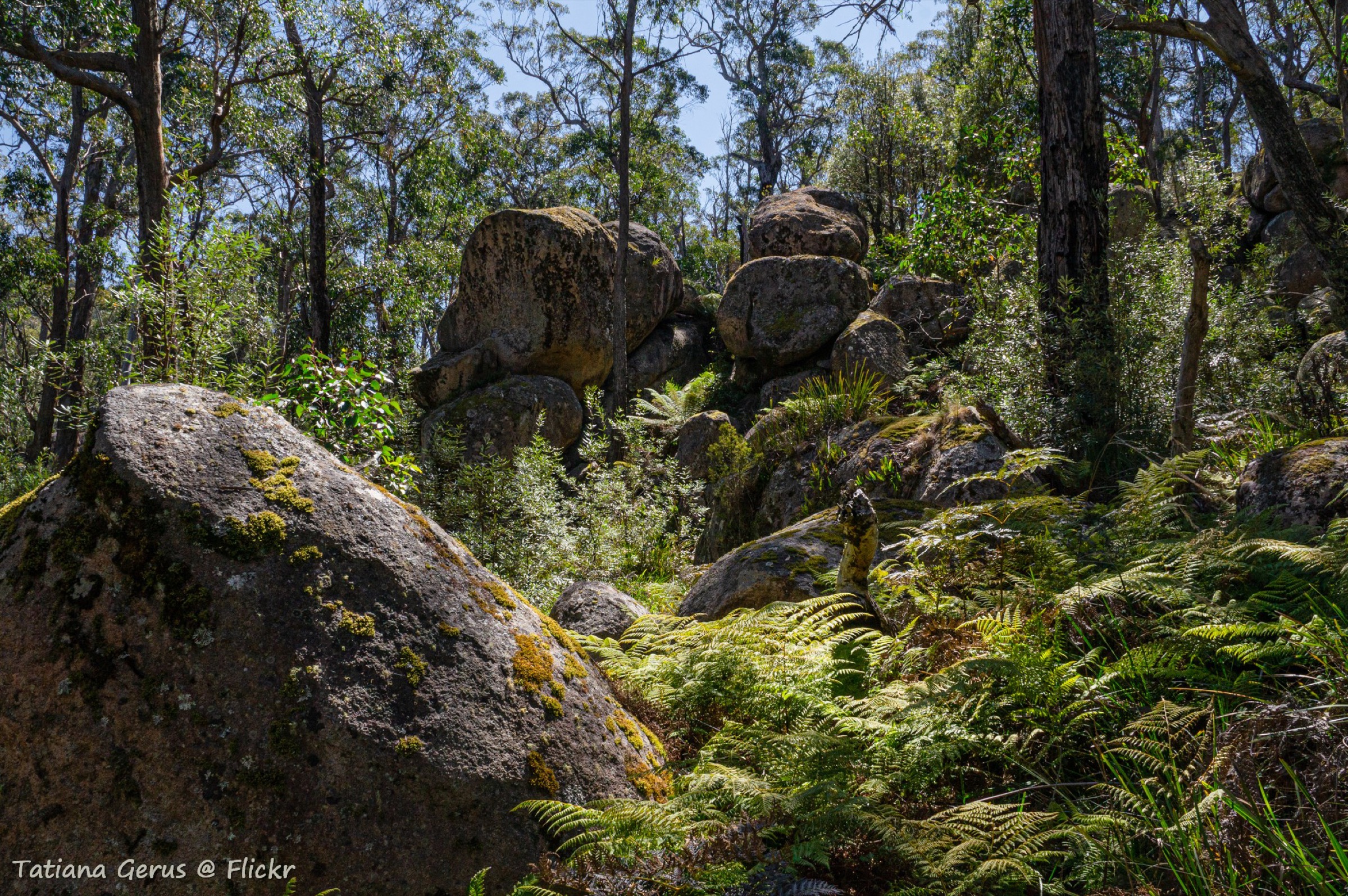 Granite boulders and sub-alpine woodland on the Cathedral Rock track, Cathedral Rock National Park, NSW, Australia