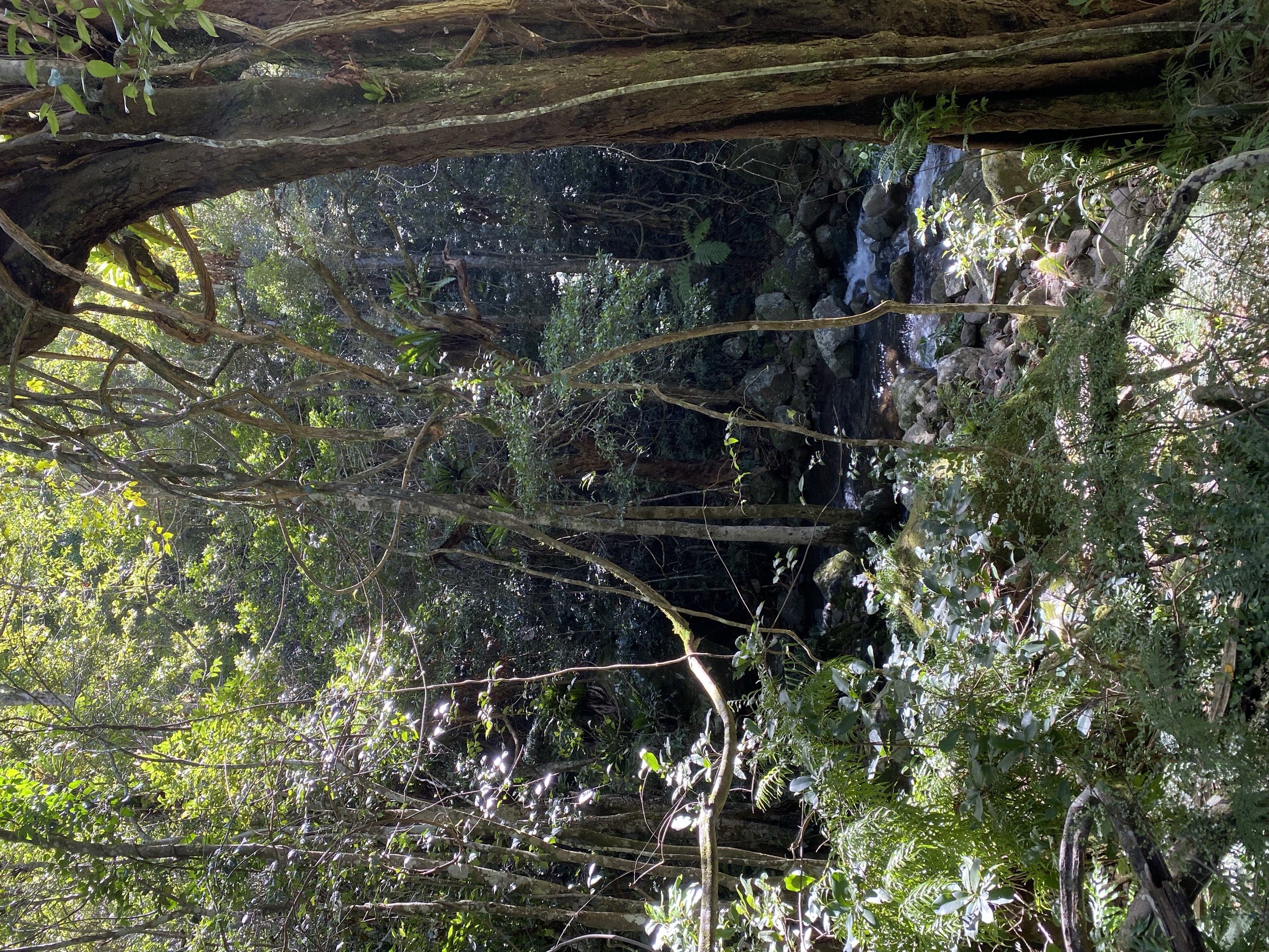 Cool temperate rainforest on the Lyrebird Walking Track, New England National Park, NSW, Australia