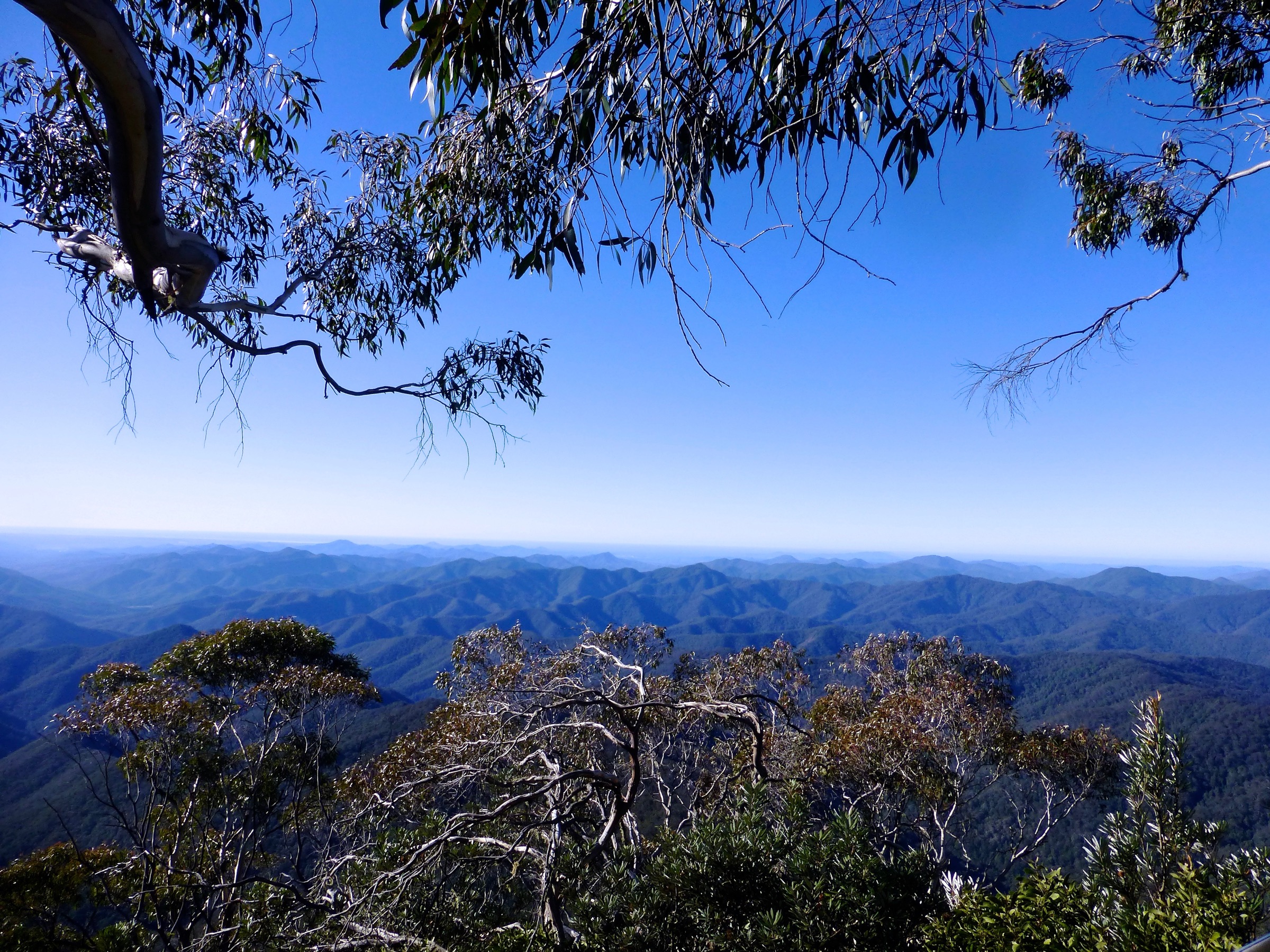 Snow gums at the edge of the escarpment at Point Lookout, New England National Park, NSW, Australia