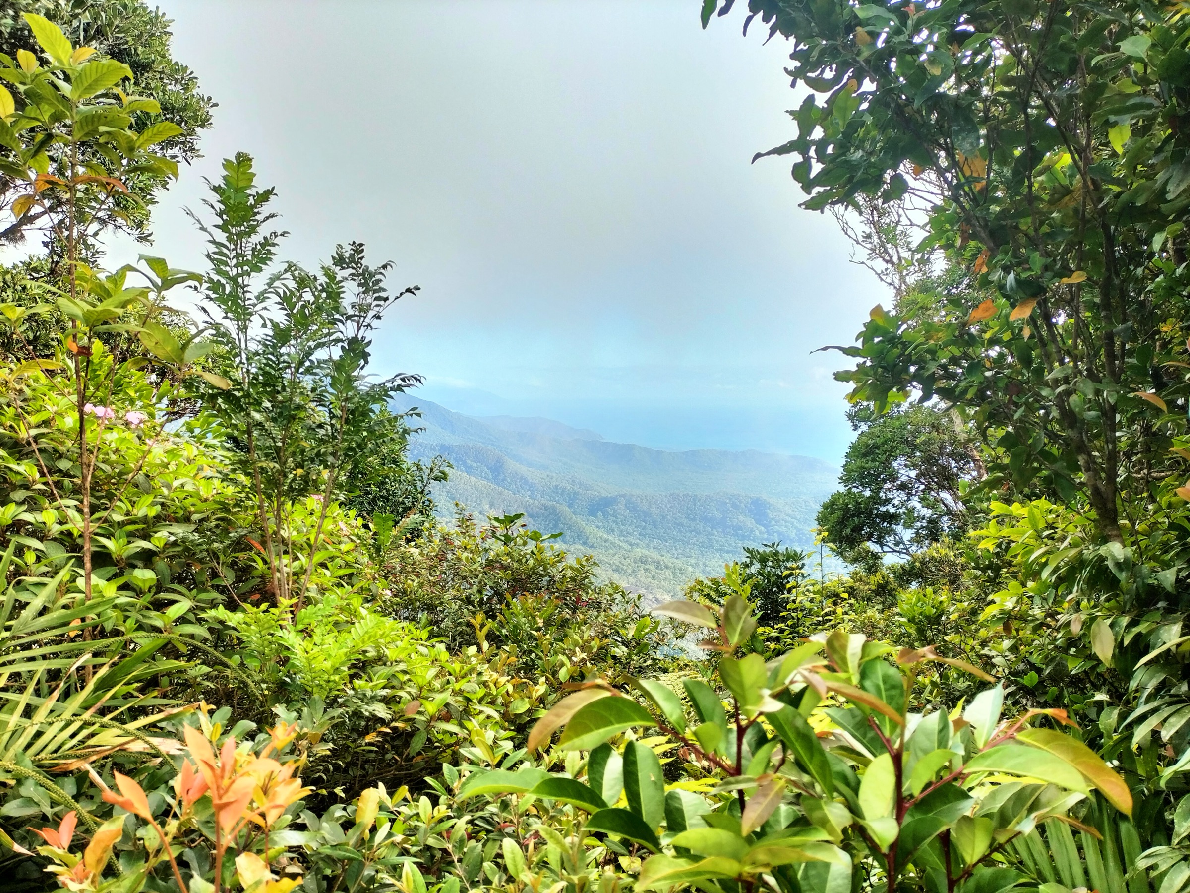 Mount Sorrow rising above Cape Tribulation, Daintree National Park
