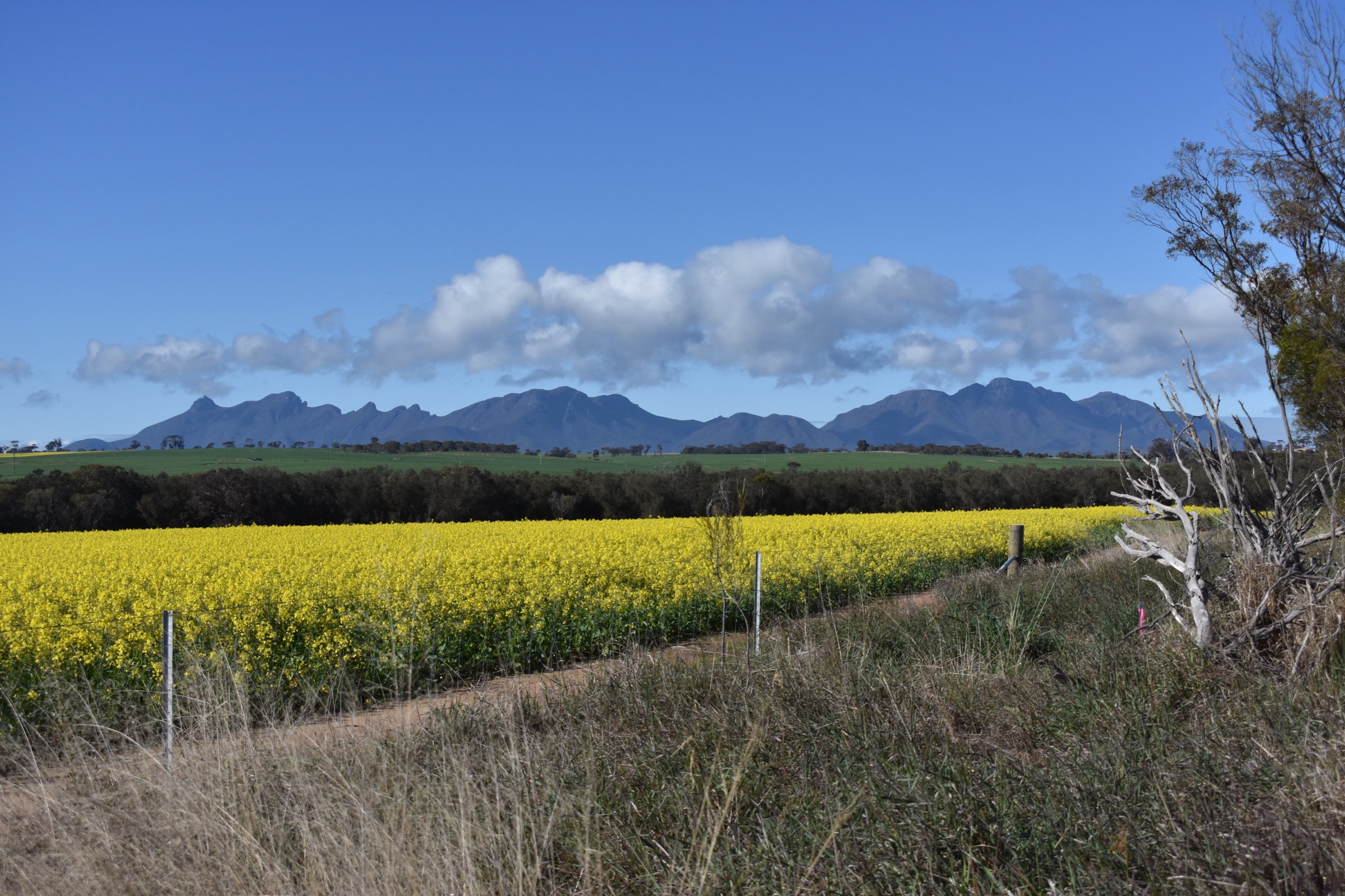 Bluff Knoll au printemps avec floraison de fleurs sauvages sur les pentes inférieures