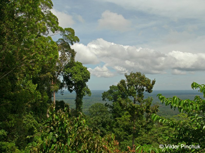 Zone du sommet forestier de Bukit Patoi