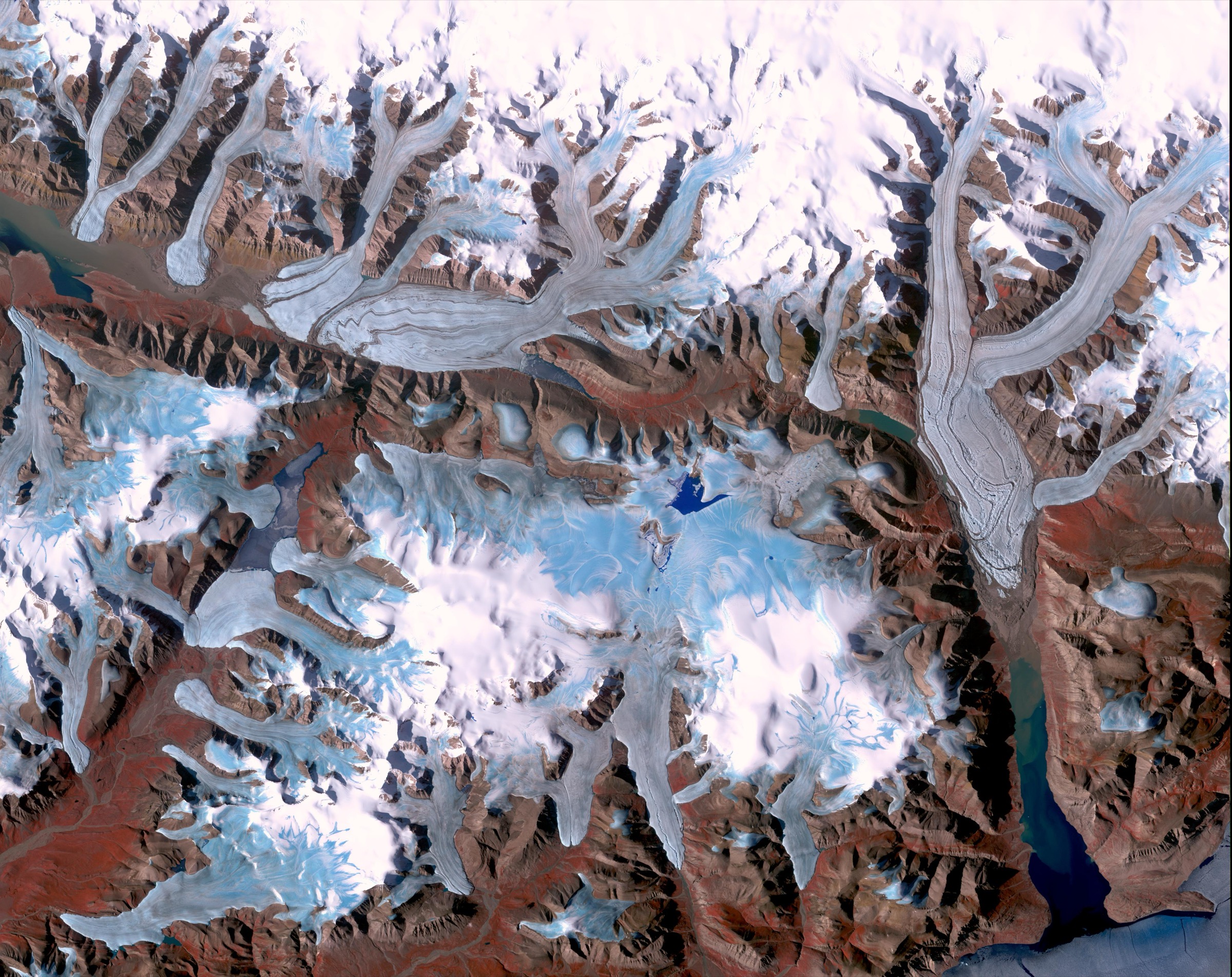 Pavots arctiques et flore de toundra de l'île d'Ellesmere — illustratifs du caractère côtier plat de haute latitude à Cape Columbia