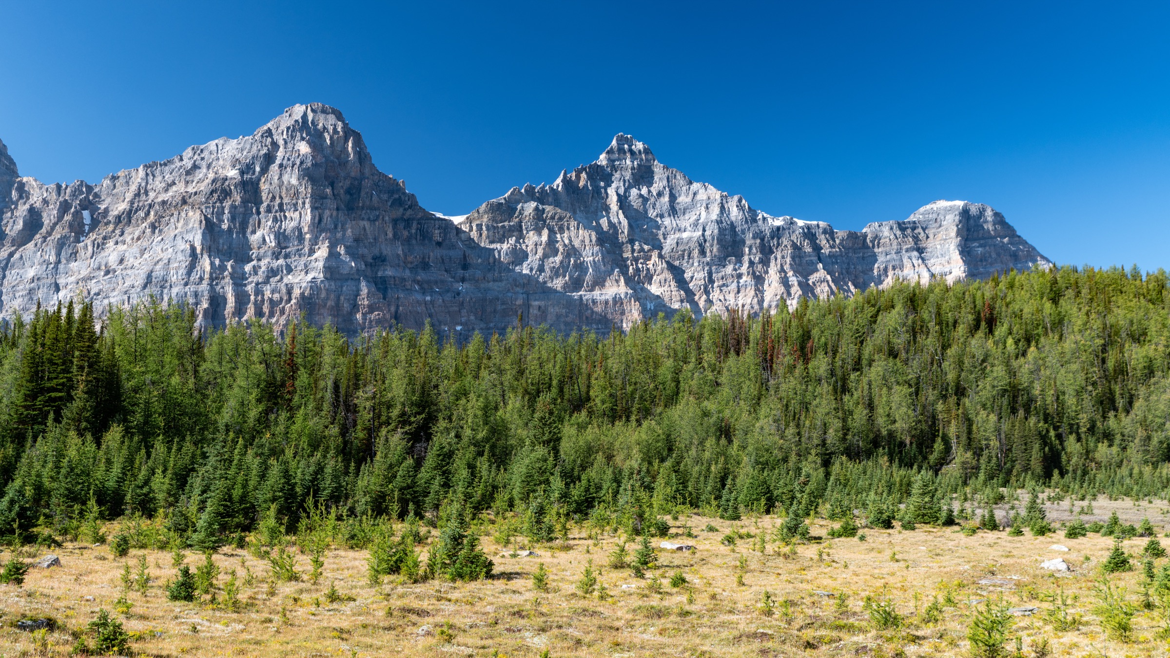 Subalpine larches in Larch Valley below Sentinel Pass