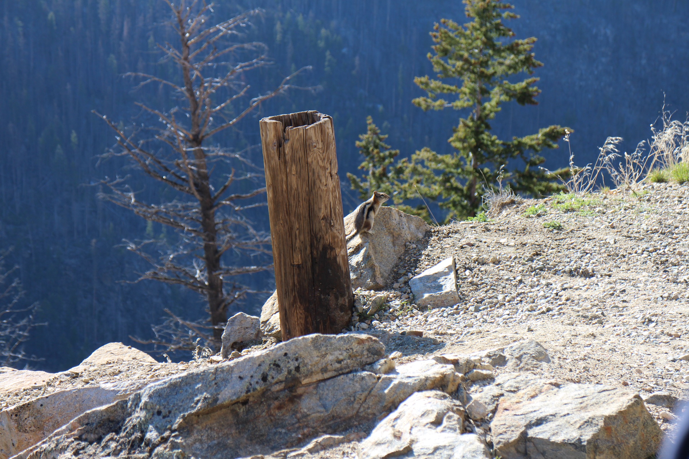 A least chipmunk on a rocky slope in the wildfire-affected forest at Myra Canyon