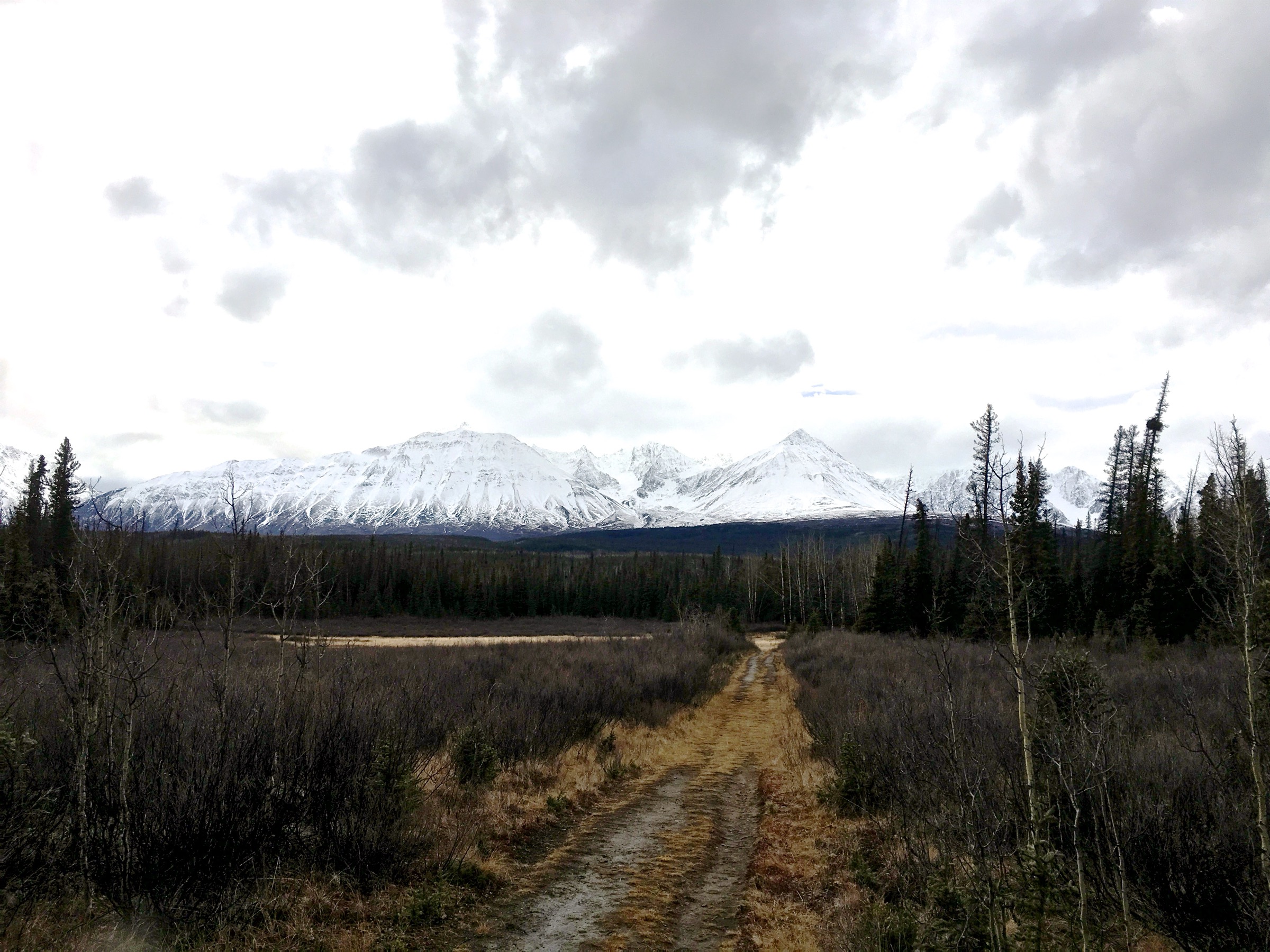 Vue vers l'ouest vers la chaîne Auriol depuis l'Auriol Trail, parc national Kluane