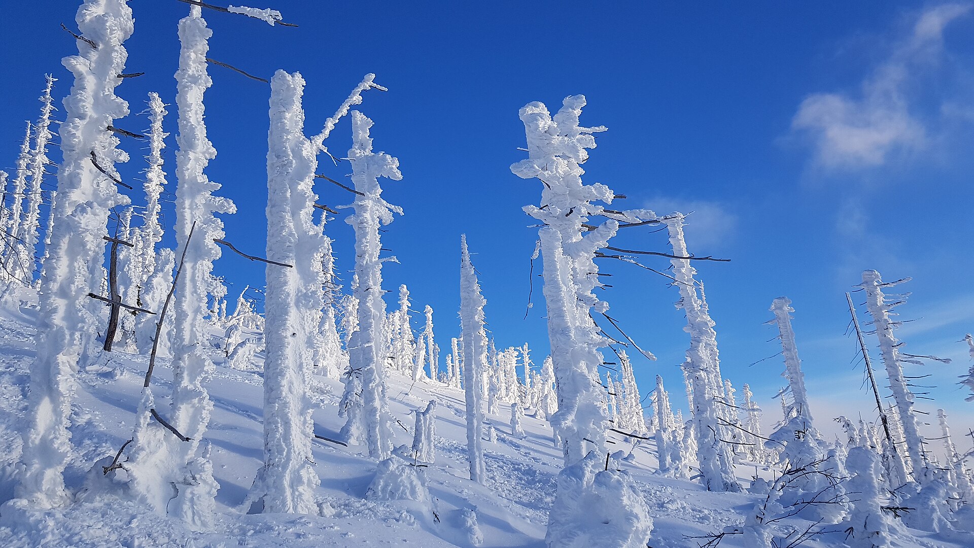 Lusen Himmelsleiter, Bavarian Forest National Park