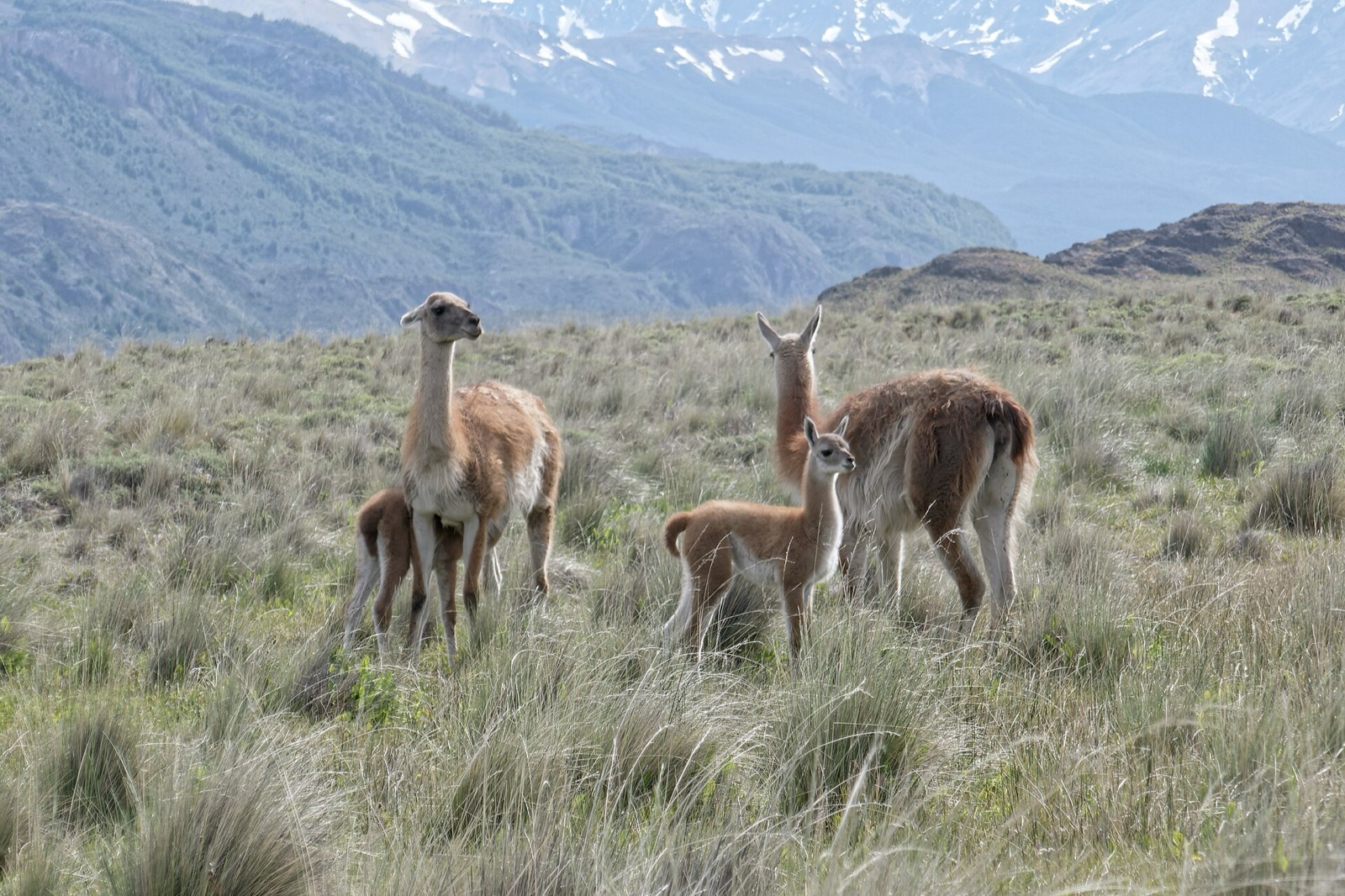 Guanacos in Chacabuco valley, Chilean Patagonia