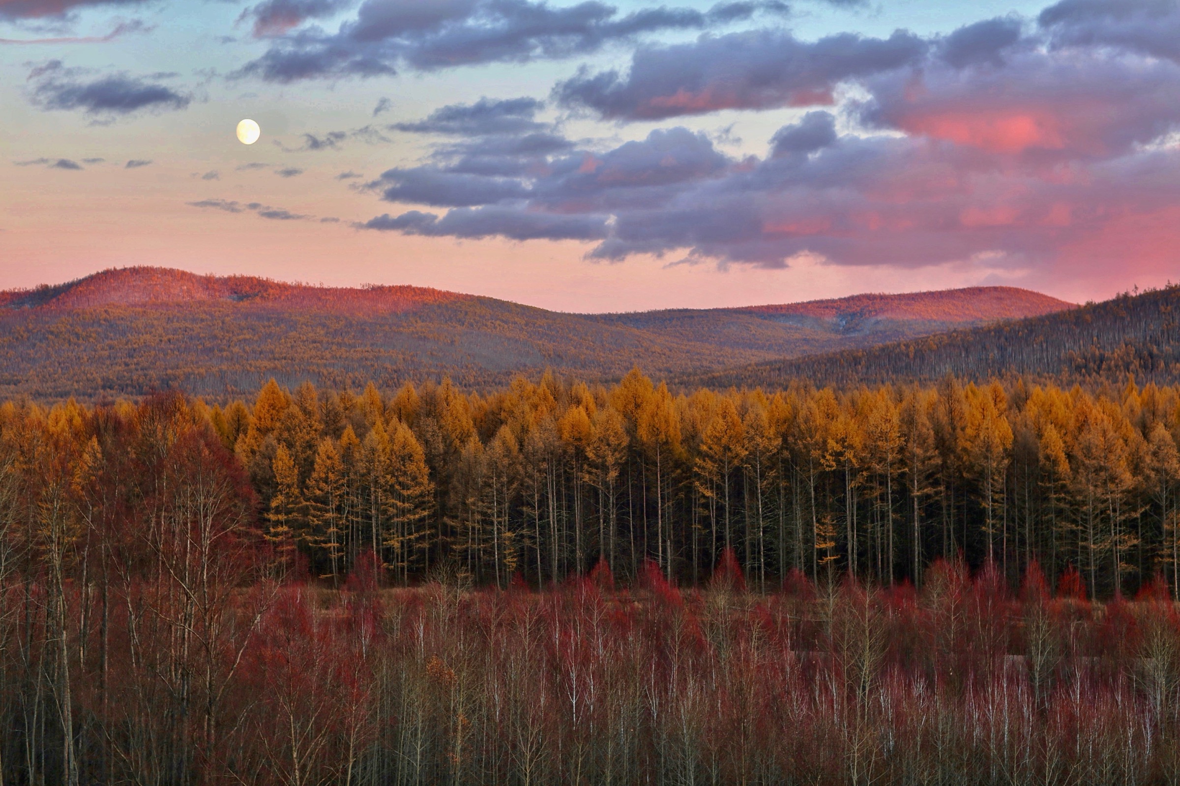 Mélèzes et bouleaux d'automne dans la chaîne du Greater Khingan près de Genhe