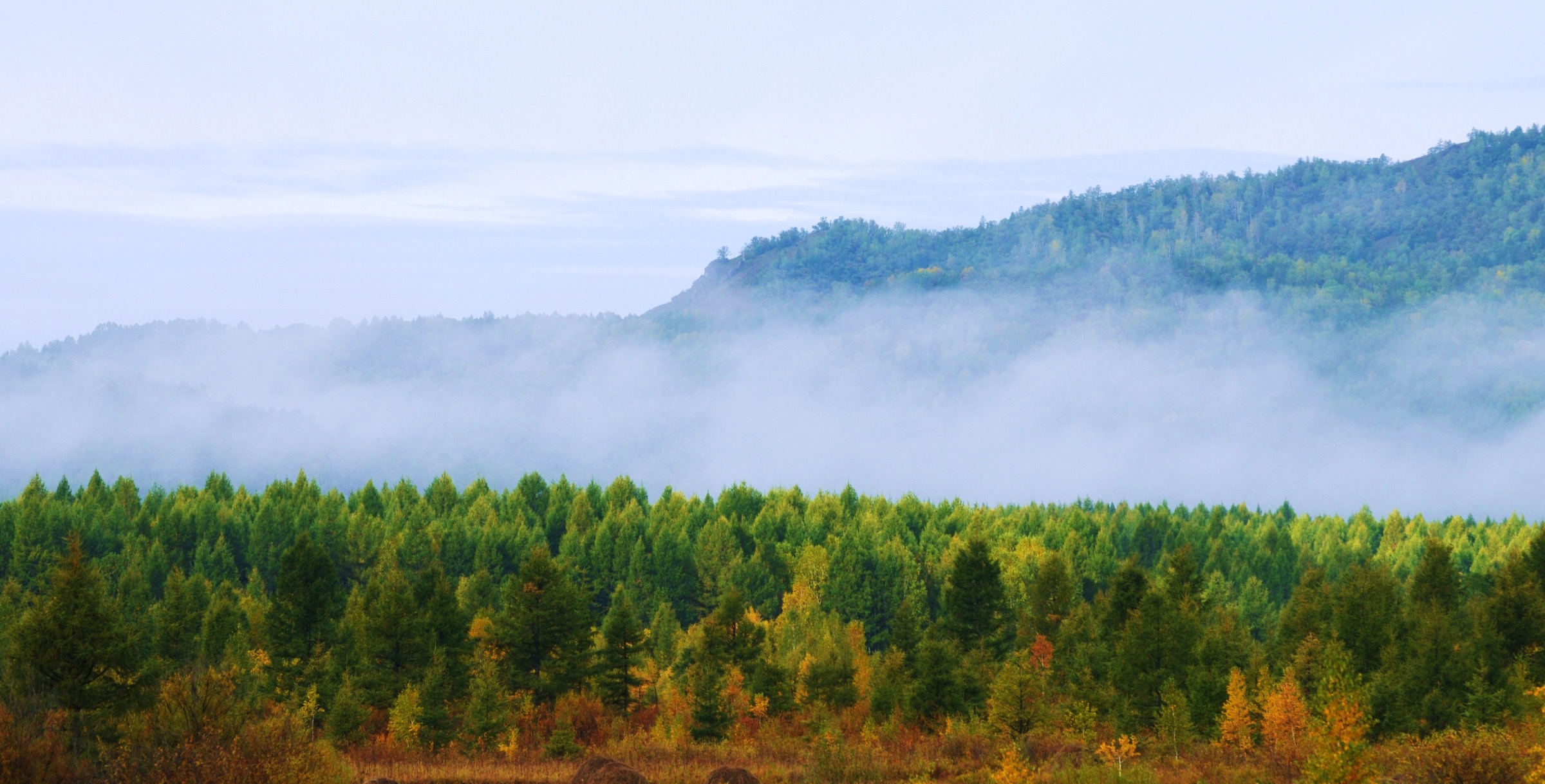 Nuages et brume sur la mer de mélèzes du Greater Khingan près de Mo'erdaoga