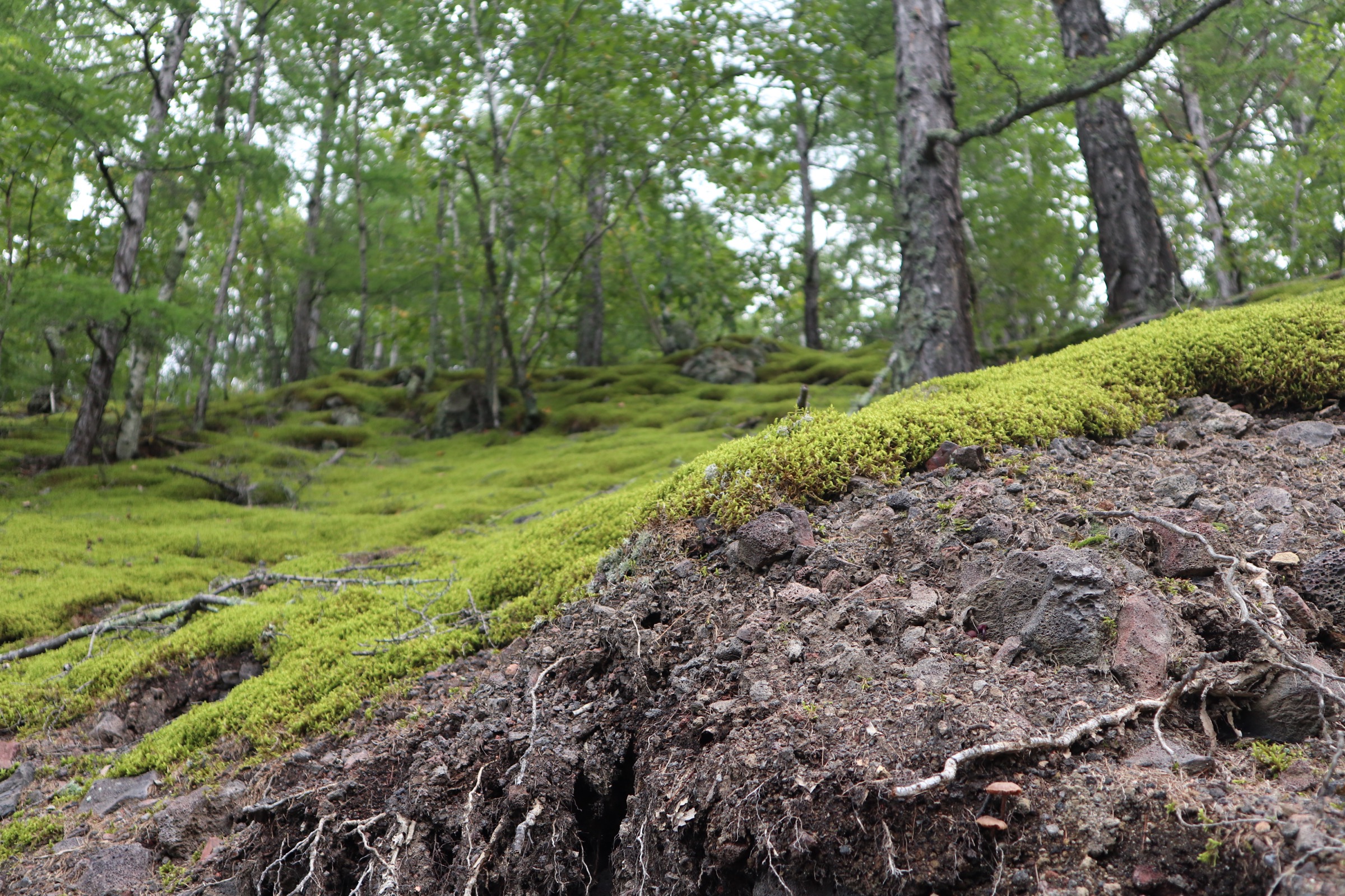 Moss-covered volcanic rock in Longmen Shizhai