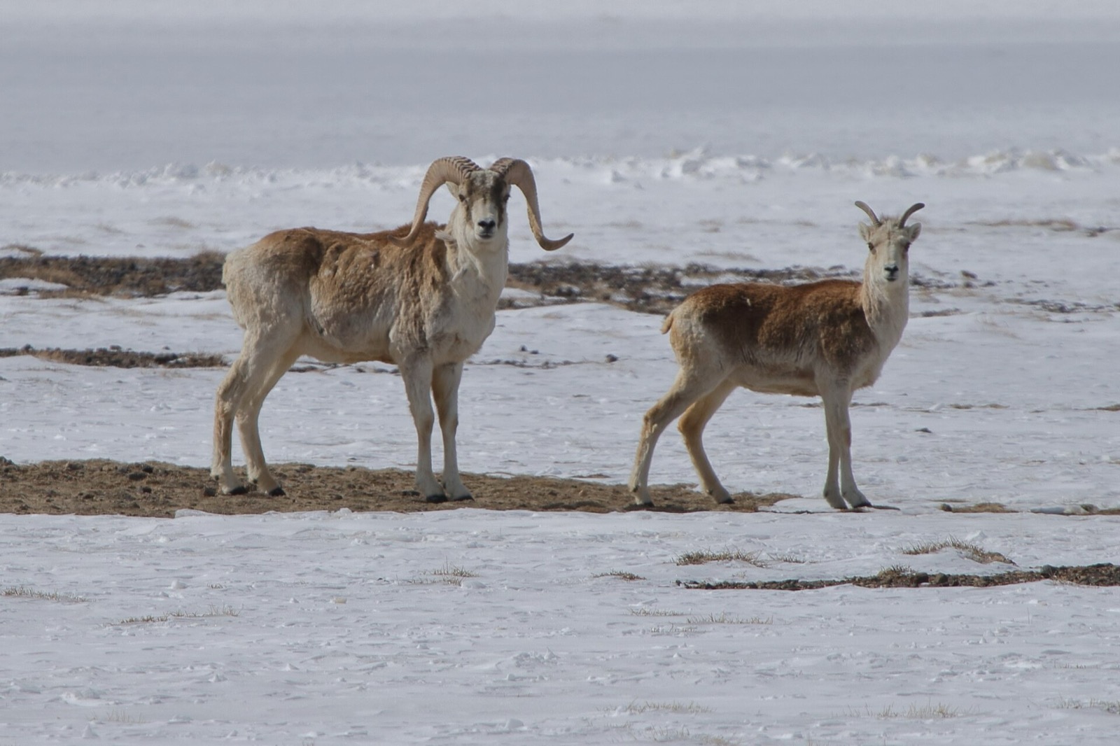 Marco Polo sheep, Pamir species also found in the Taxkorgan reserve