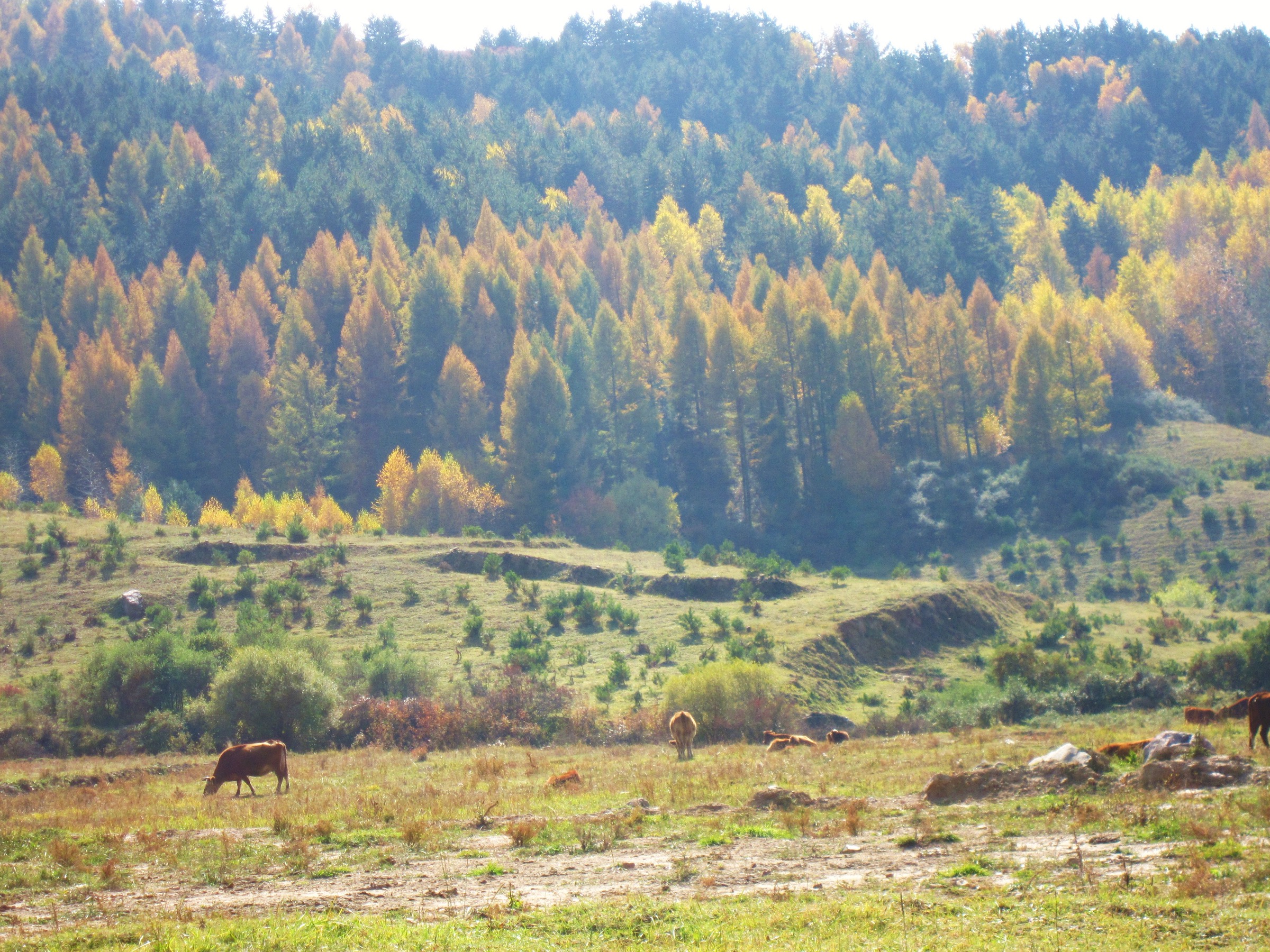 Larch forest in autumn colour in Nanyanggou, Fangshan County, central Luliang Mountains