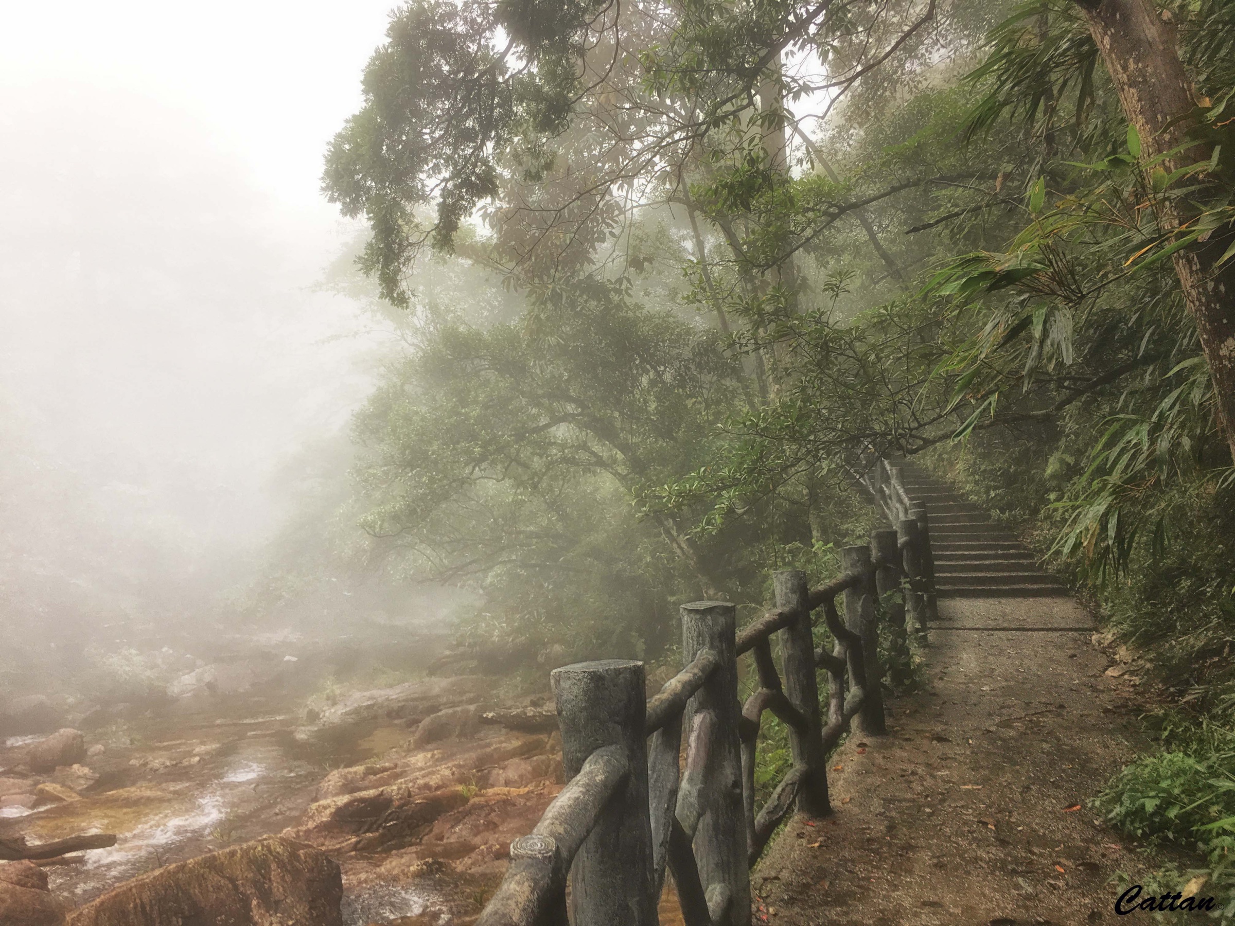 Subtropical forest path inside Mangshan National Forest Park