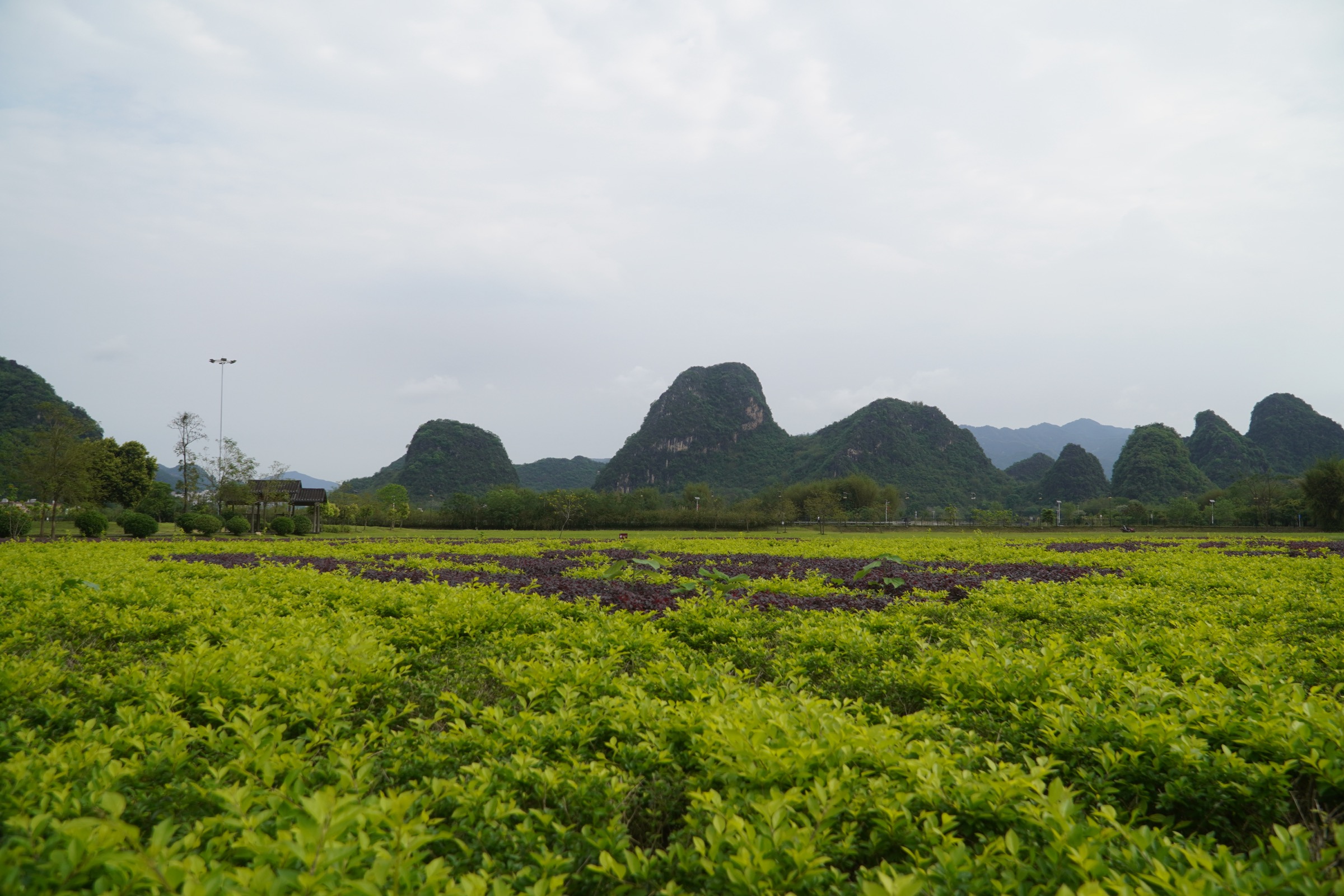 Forêt de pics karstiques de Yingxi à Yingde, nord du Guangdong, avec pics karstiques en tours au-dessus des villages et rizières
