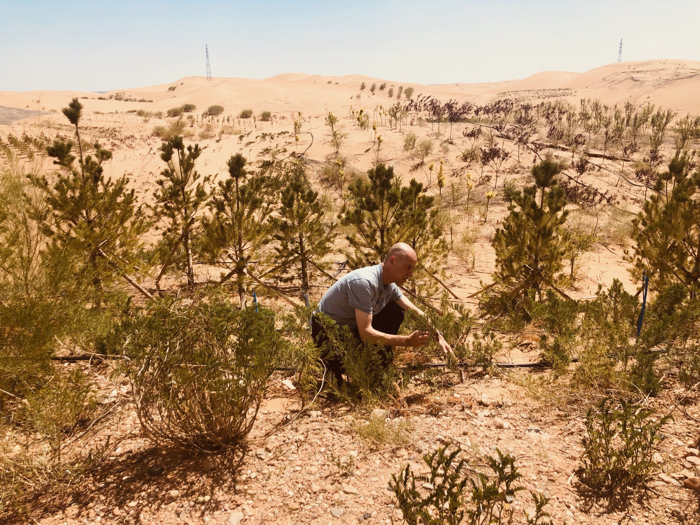 Reforestation planting inside the Kubuqi Desert, Inner Mongolia