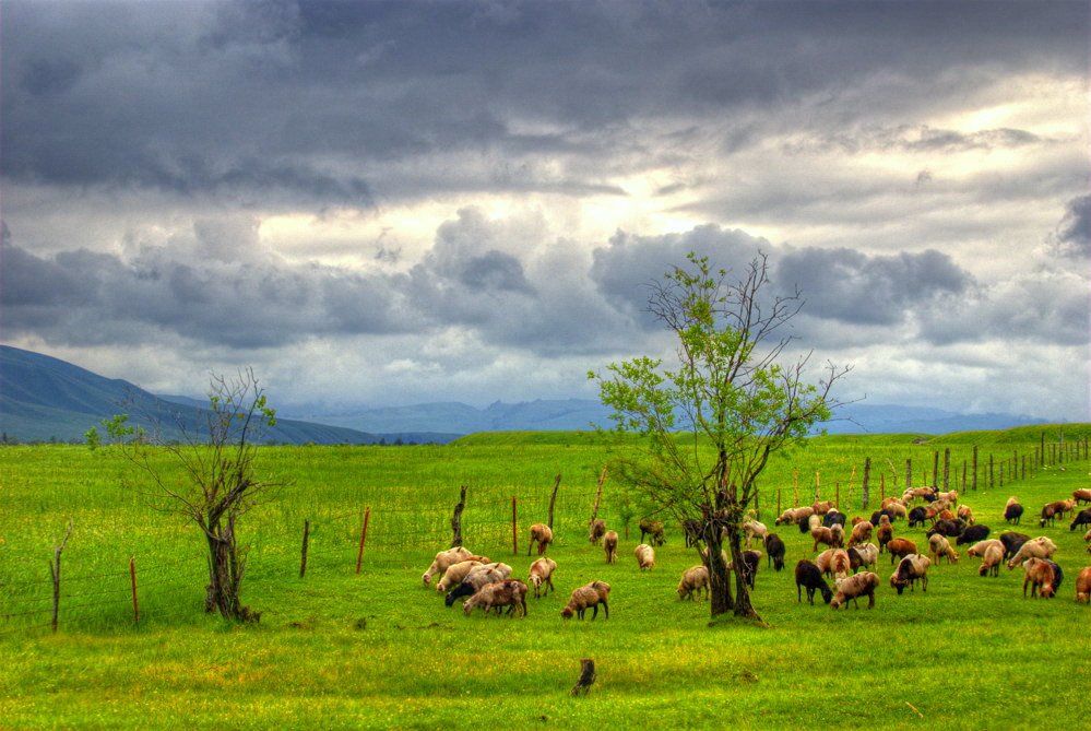 Tangbula Grassland, Xinjiang
