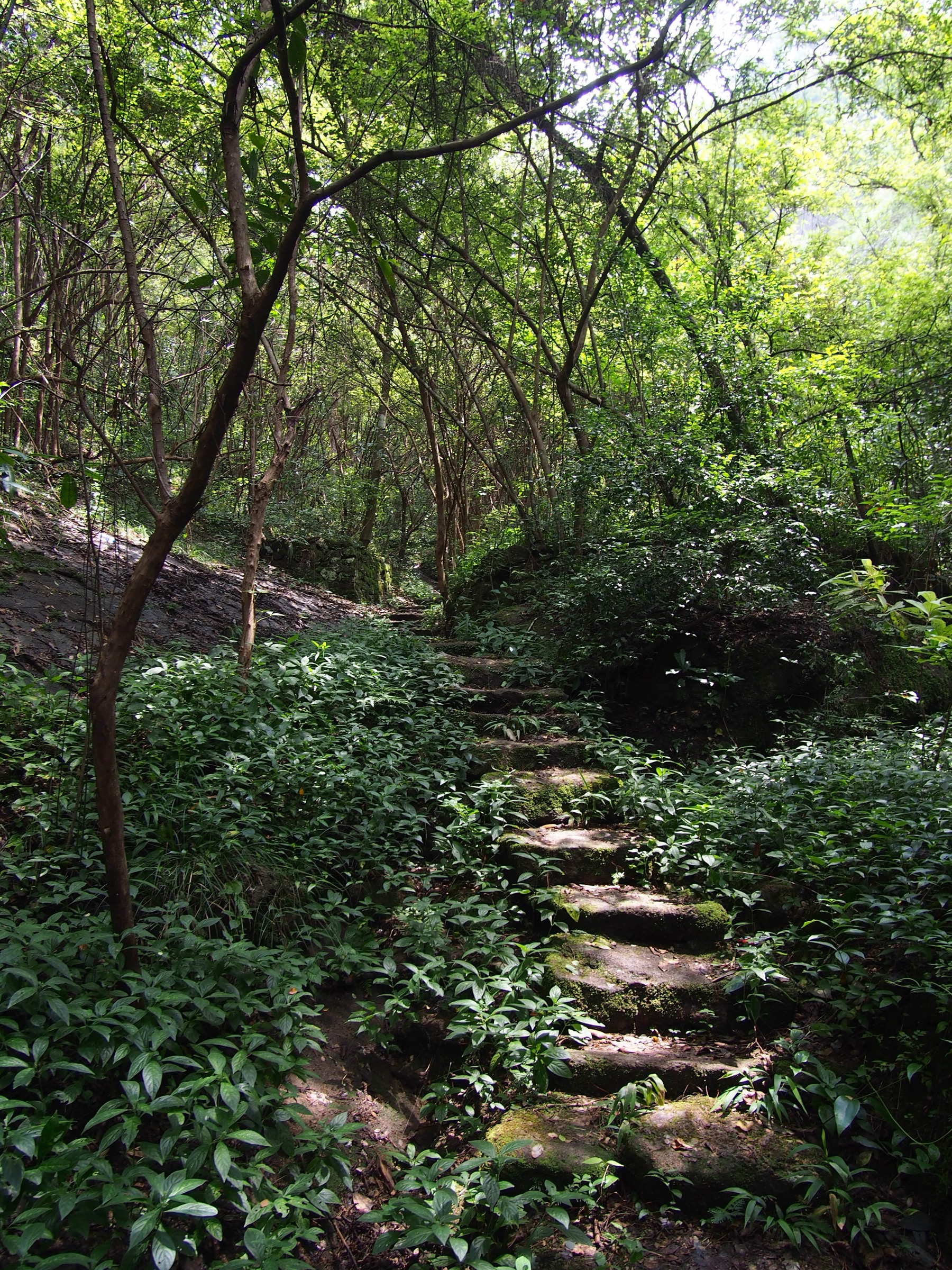 Stone-stepped path connecting Tianyou Peak with the Da Hong Pao tea valley in the Wuyi rock-tea zone