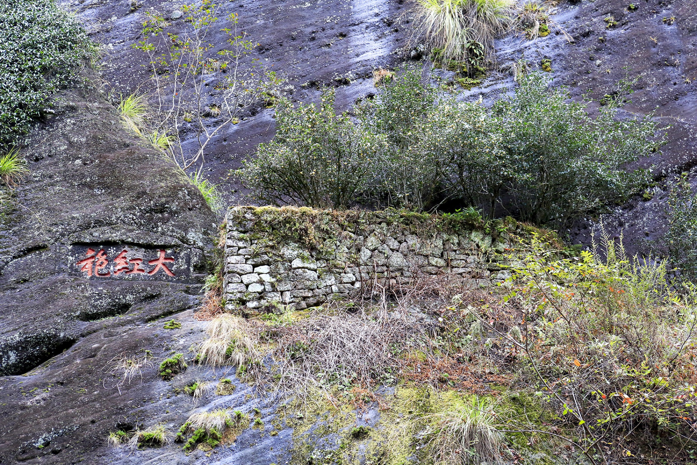 Les arbres mères originaux de Da Hong Pao sur la base d'une falaise dans la vallée du thé de roche du Wuyi