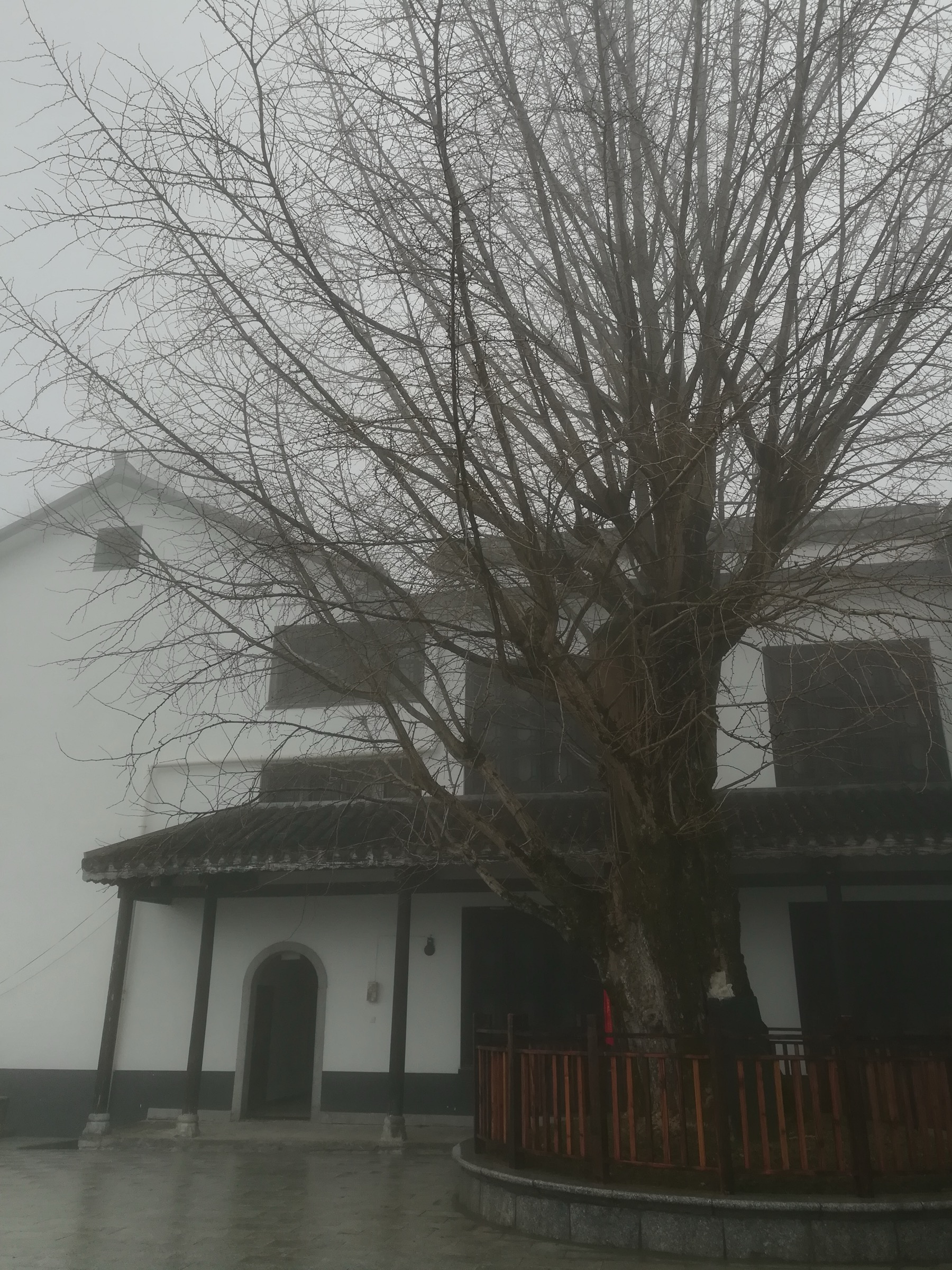 Ancient ginkgo tree in Fuyan Temple, traditionally attributed to the 6th-century founder Huisi
