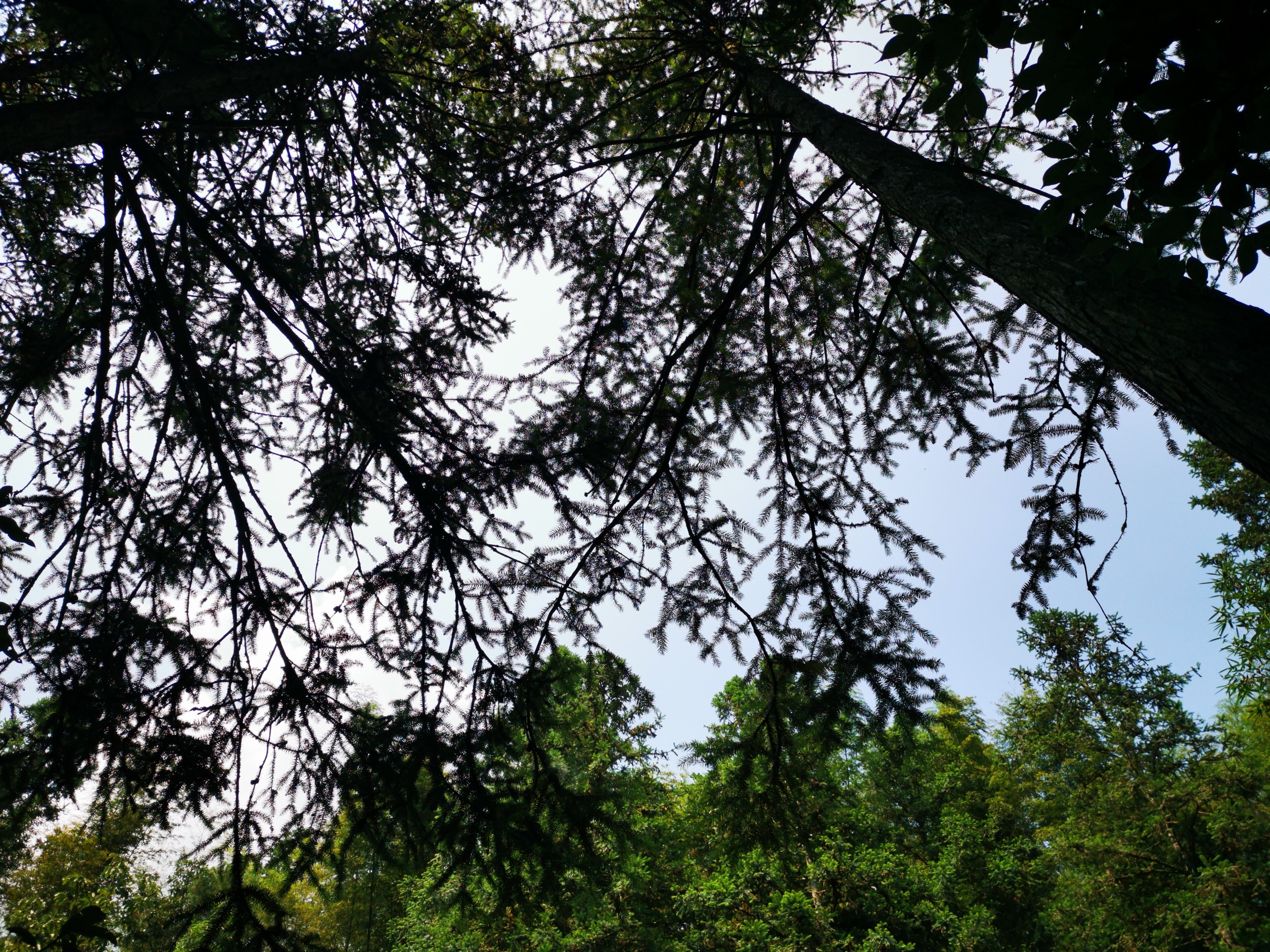 Subtropical bamboo and evergreen broadleaf forest on the Jinggangshan slopes
