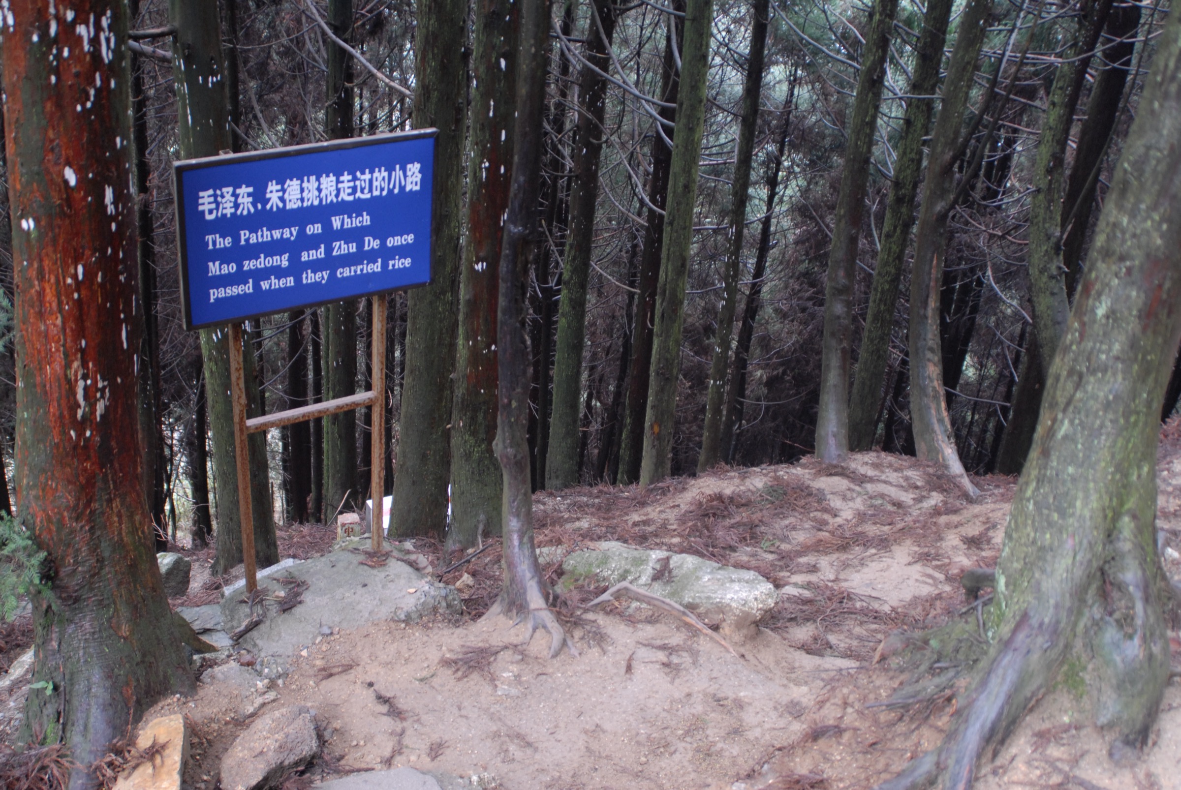 Stone-paved revolutionary pathway through forest in the Jinggang Mountains