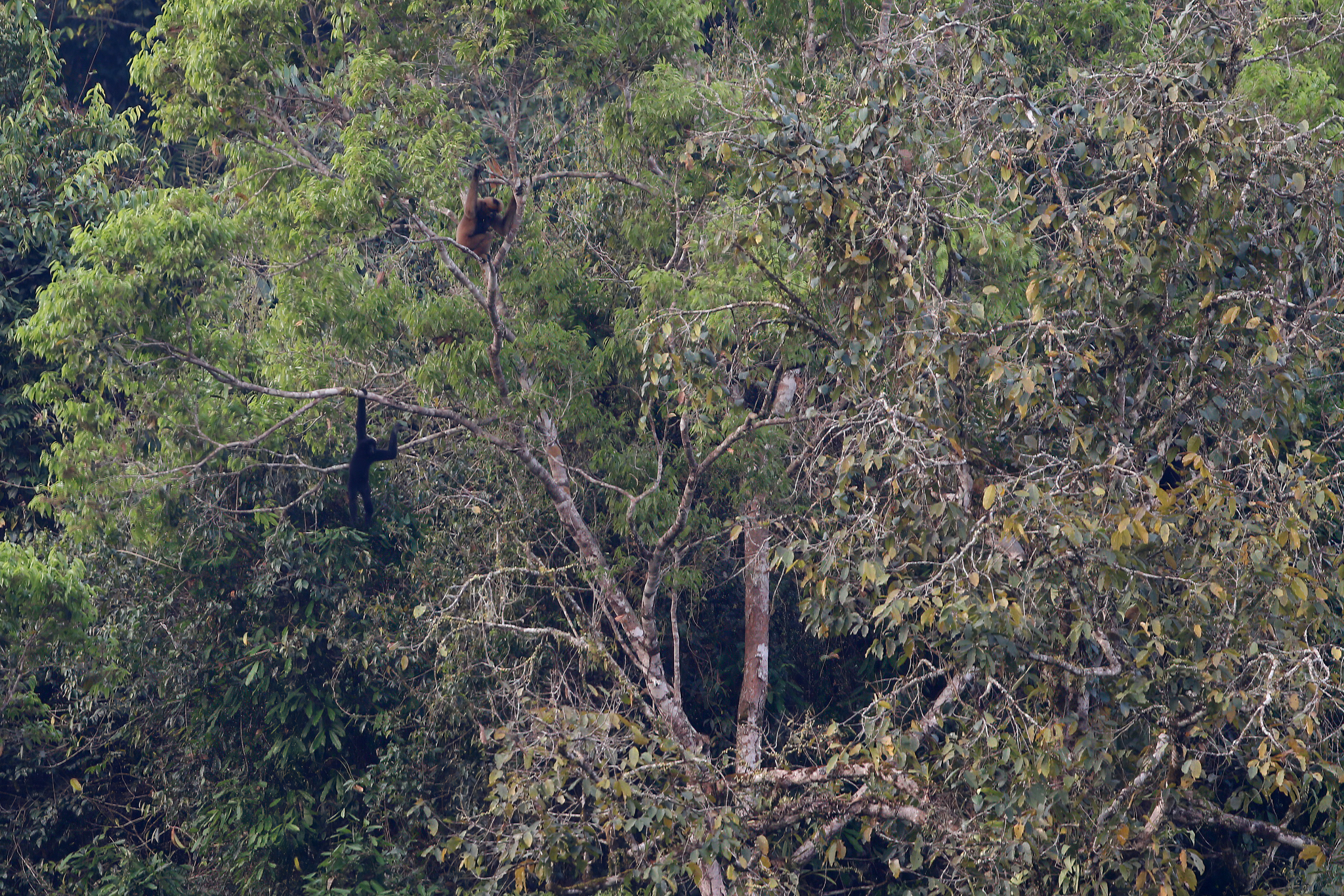 A western black-crested gibbon (Nomascus concolor) in primary forest