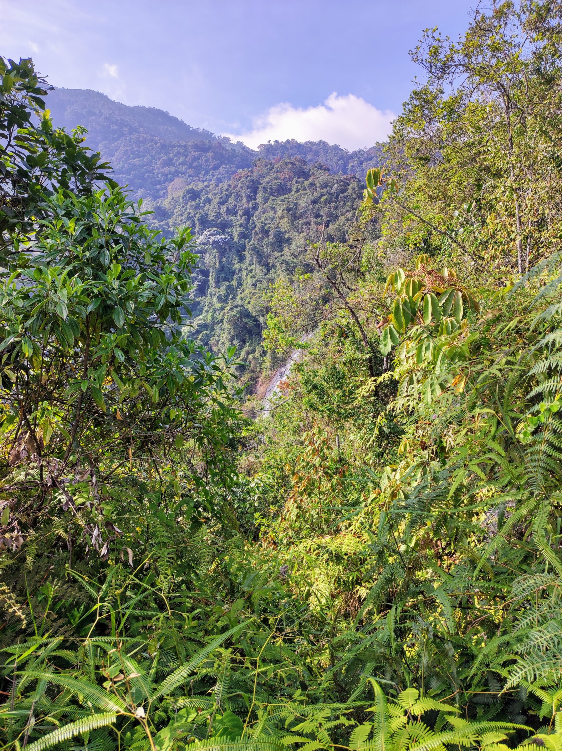 Sommet du Pico de Loro dans le Parque Nacional Natural Farallones de Cali