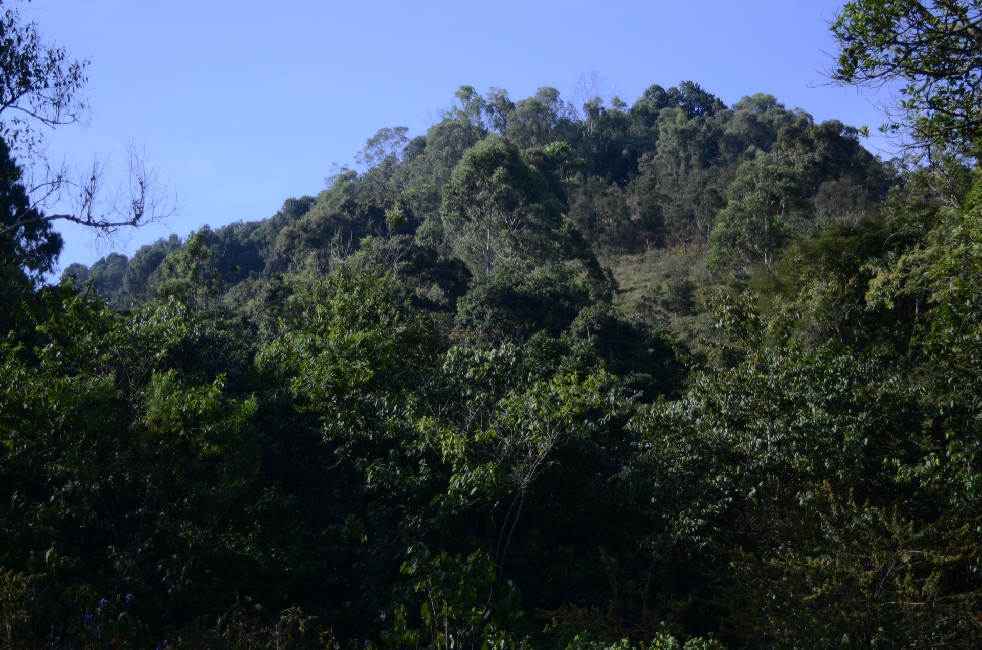 Réserve naturelle forestière de Bururi, hautes terres du sud du Burundi