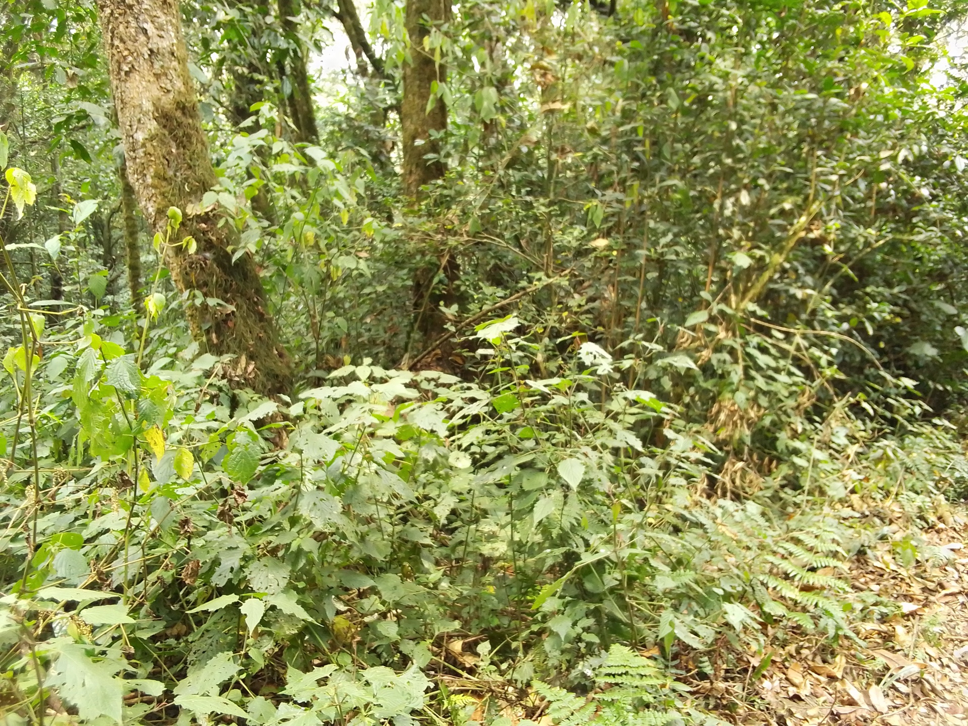 Forêt montagnarde du parc national de la Kibira à Teza, divide Congo-Nil, Burundi