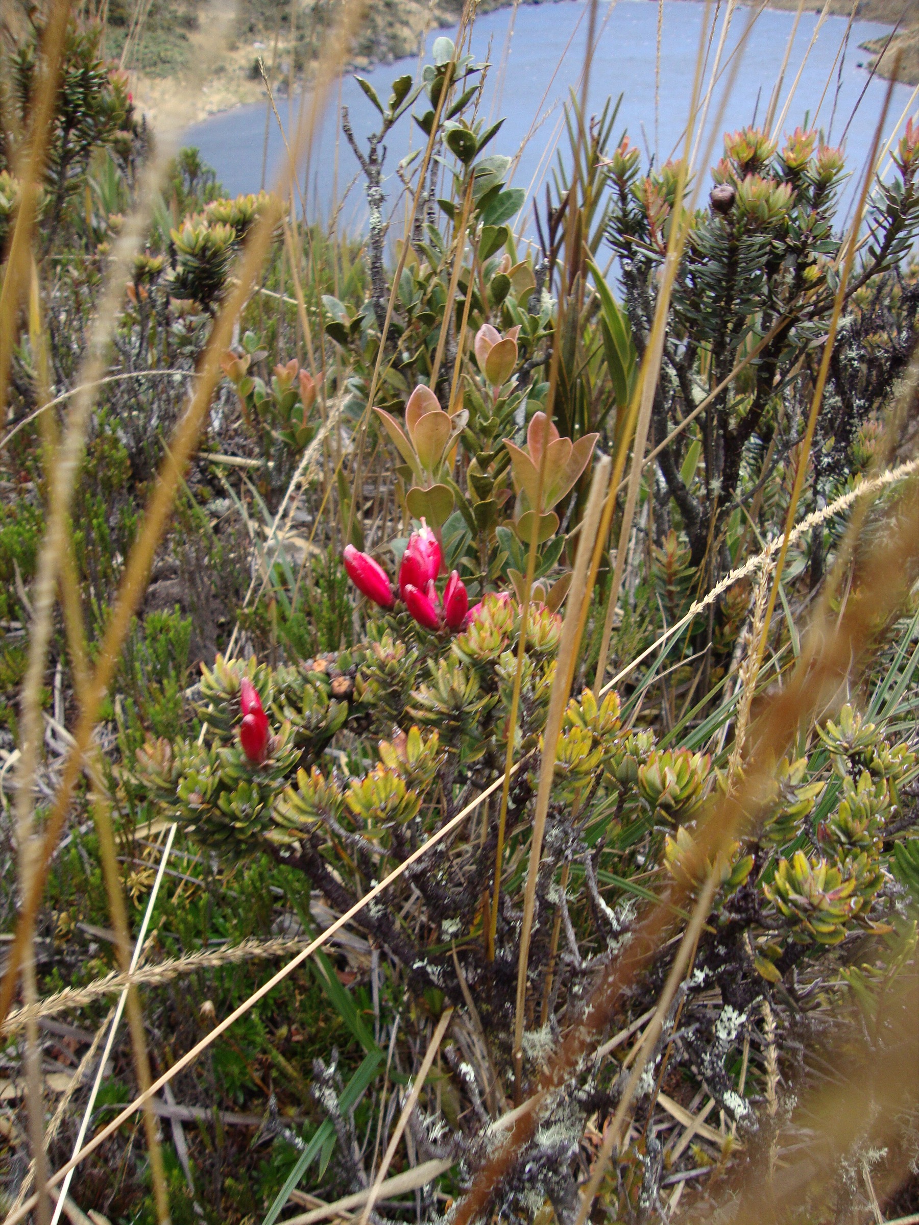 Paramo and lake landscape in Parque Nacional Yacuri near Jimbura
