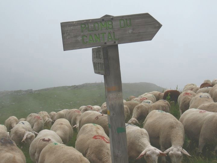 Panneau GR 3275 près du Plomb du Cantal